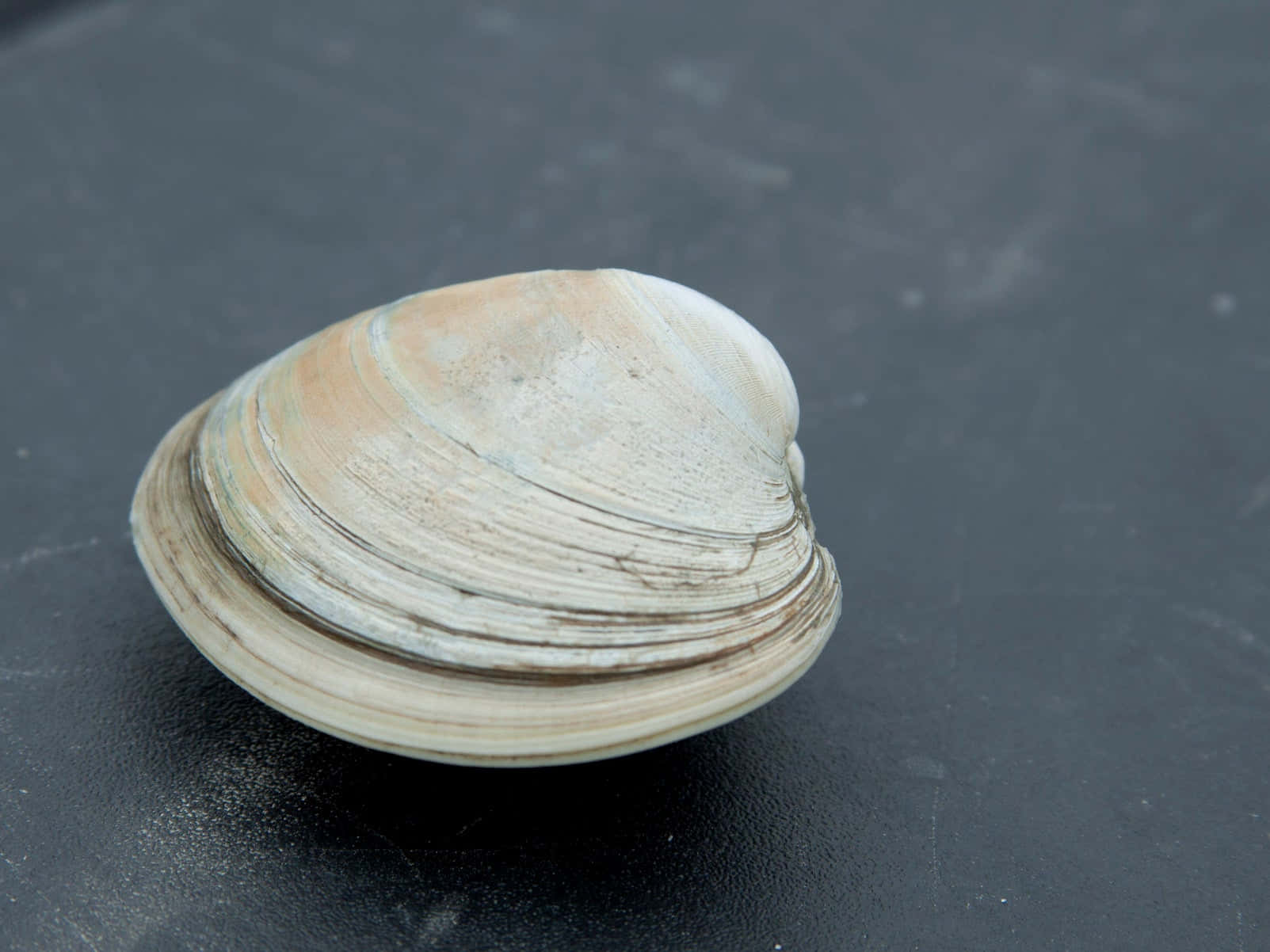 clam shell, dark textured surface, natural ridges, HD Desktop Wallpaper