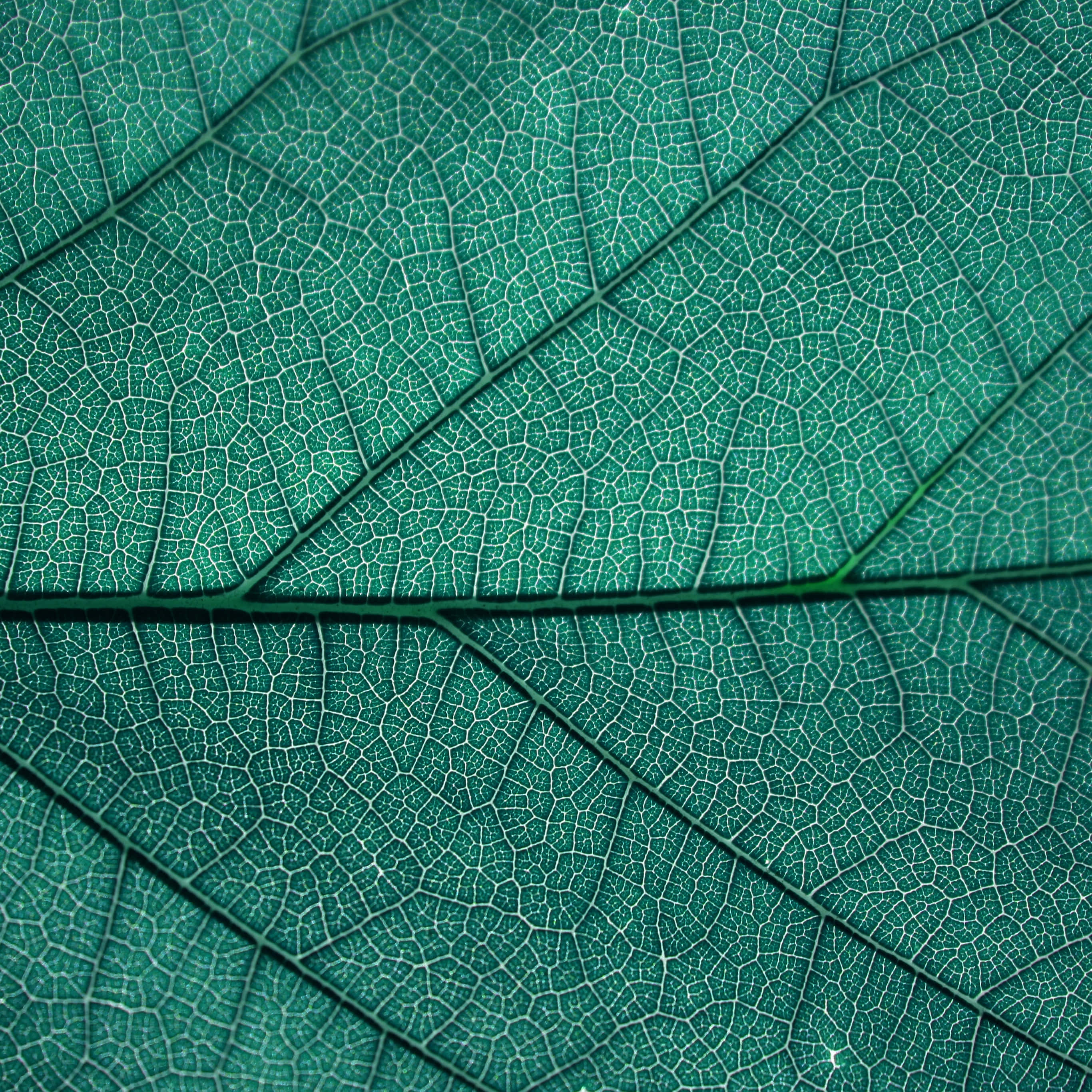 leaf, green vein network, vibrant teal undertones, 2K Desktop Wallpaper