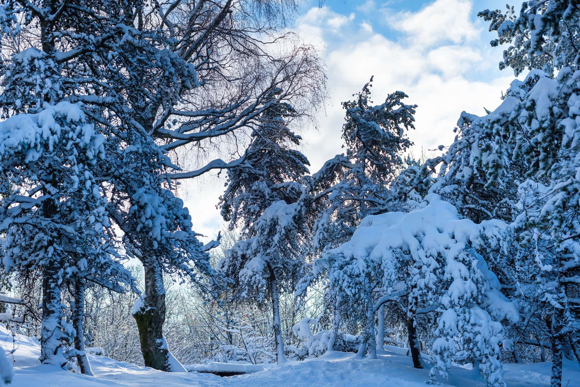 snow-laden evergreen, bare trees, bright blue sky, Full HD Desktop Wallpaper
