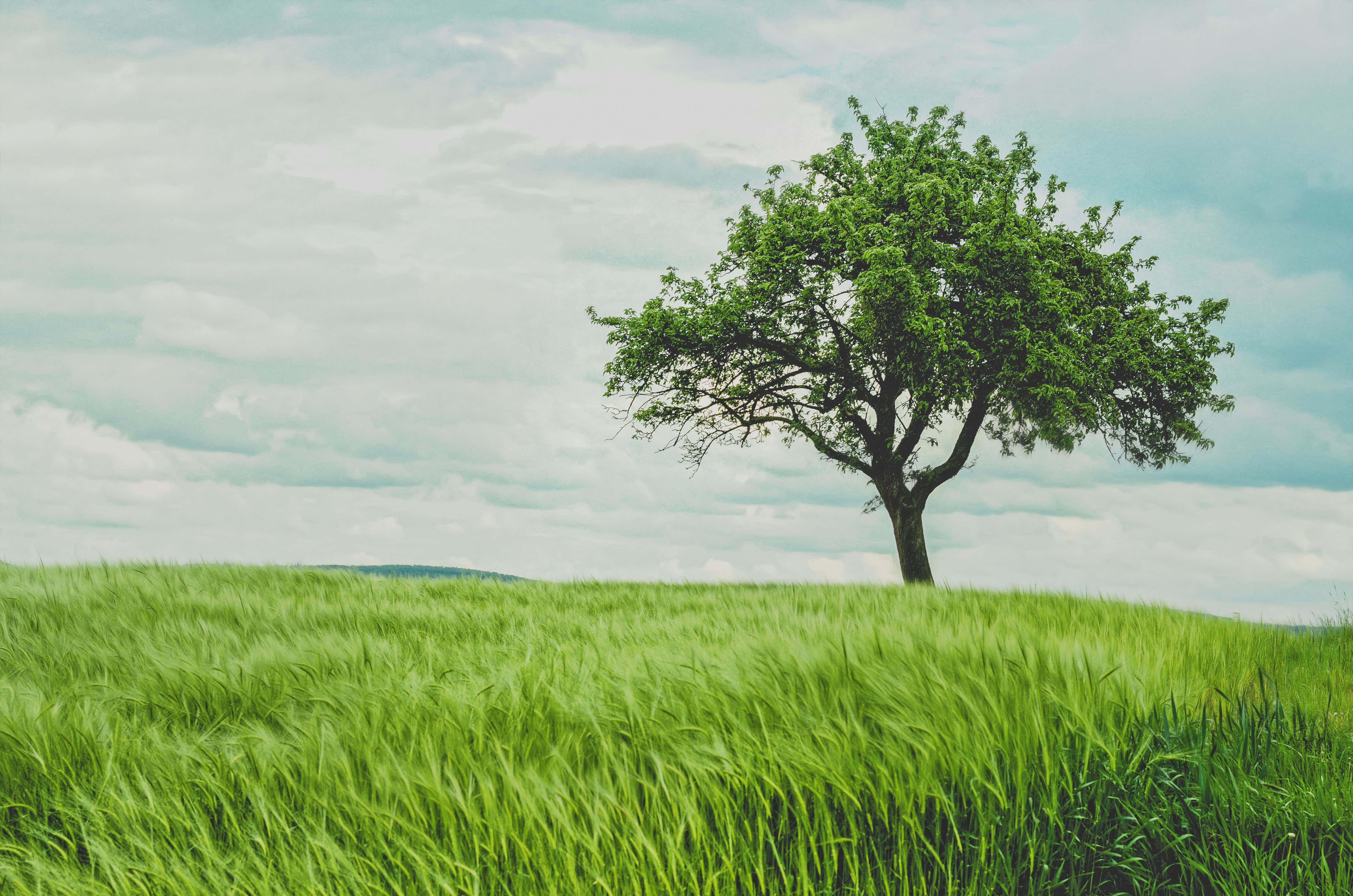 green field, rolling hill, vibrant green grass, 4K Desktop Wallpaper