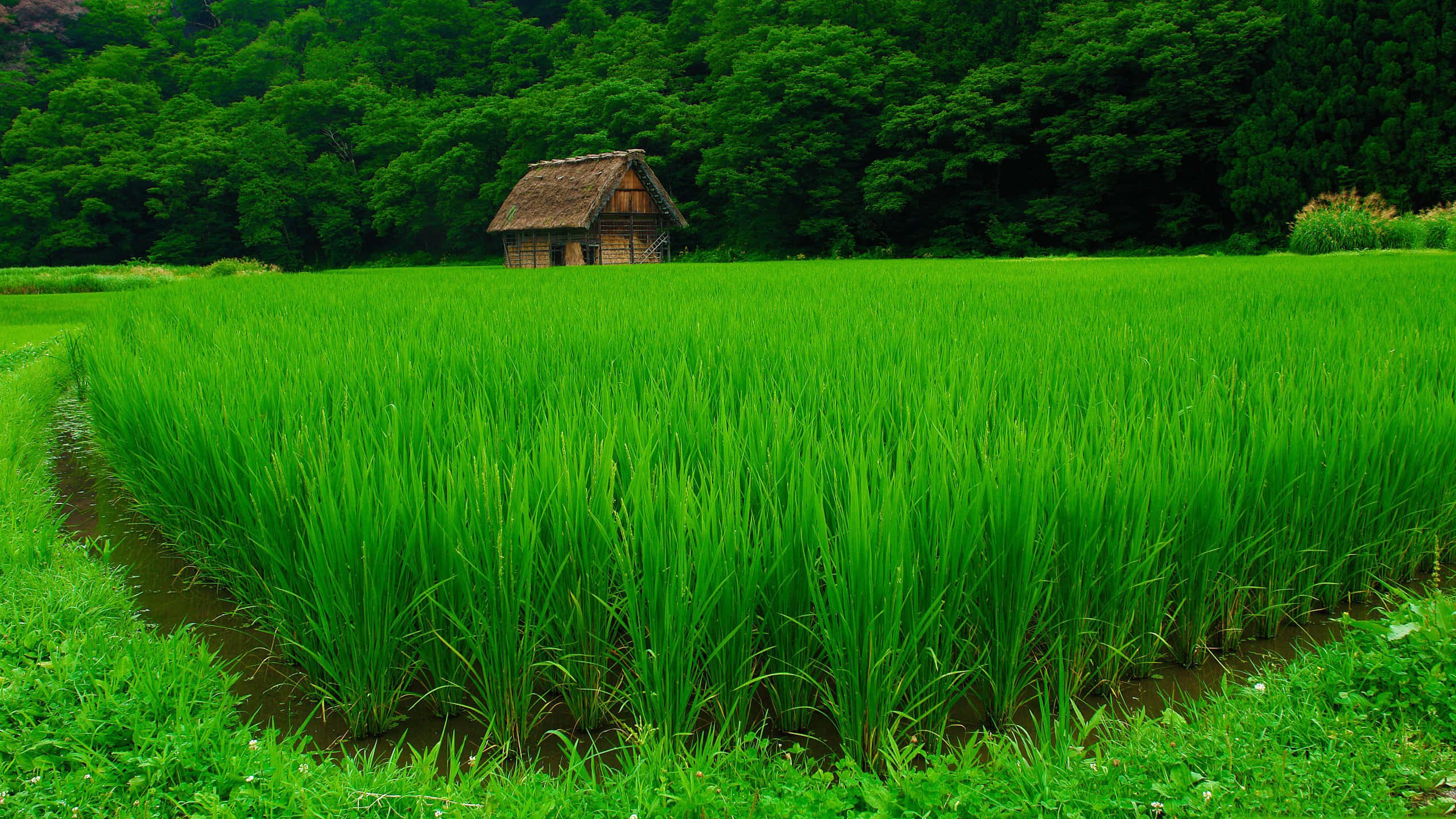 wooden hut, thatched roof, vast green rice paddy, 2K Desktop Wallpaper