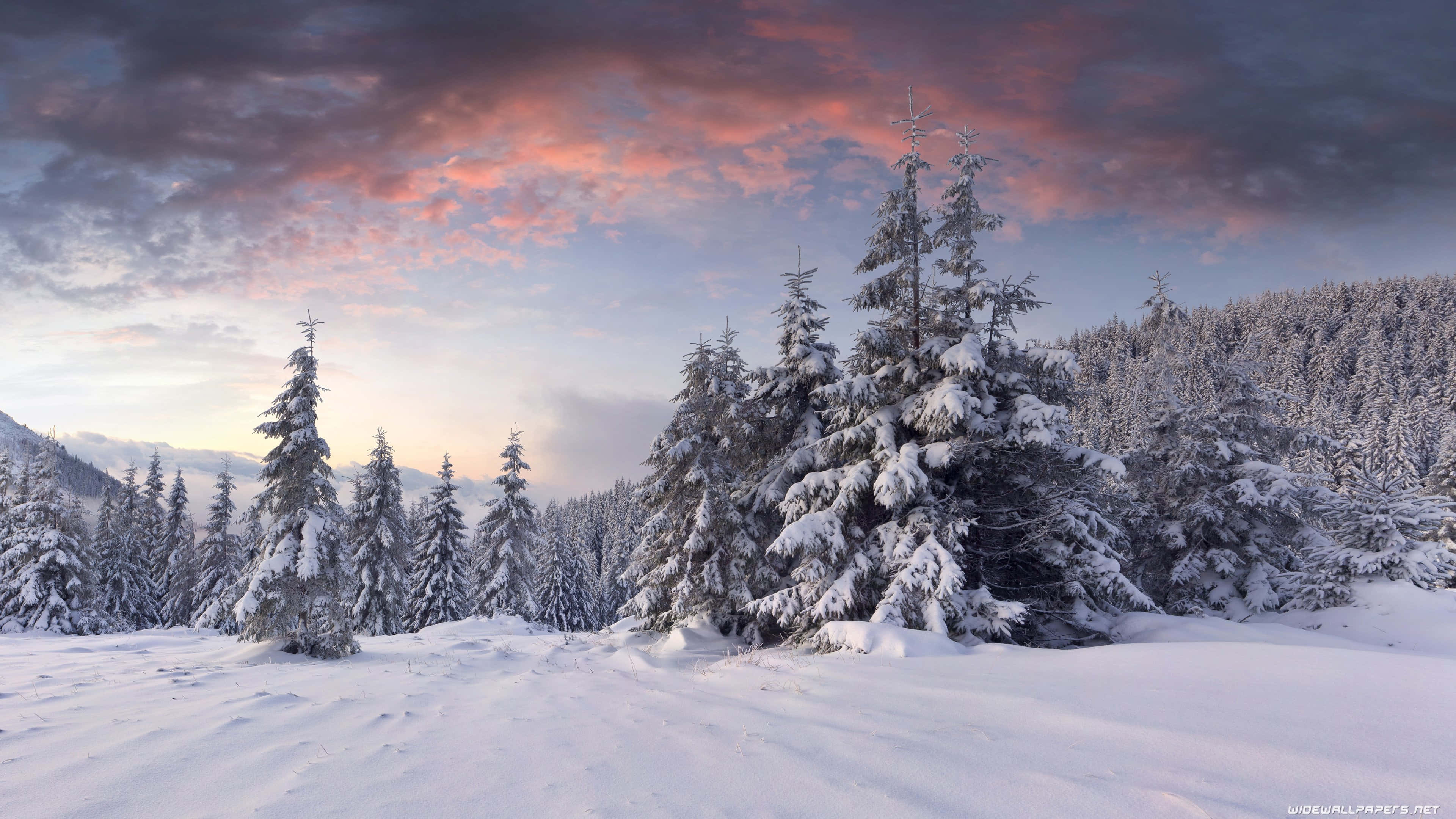 Winter, Sunset, Forest, 4K Desktop Wallpaper