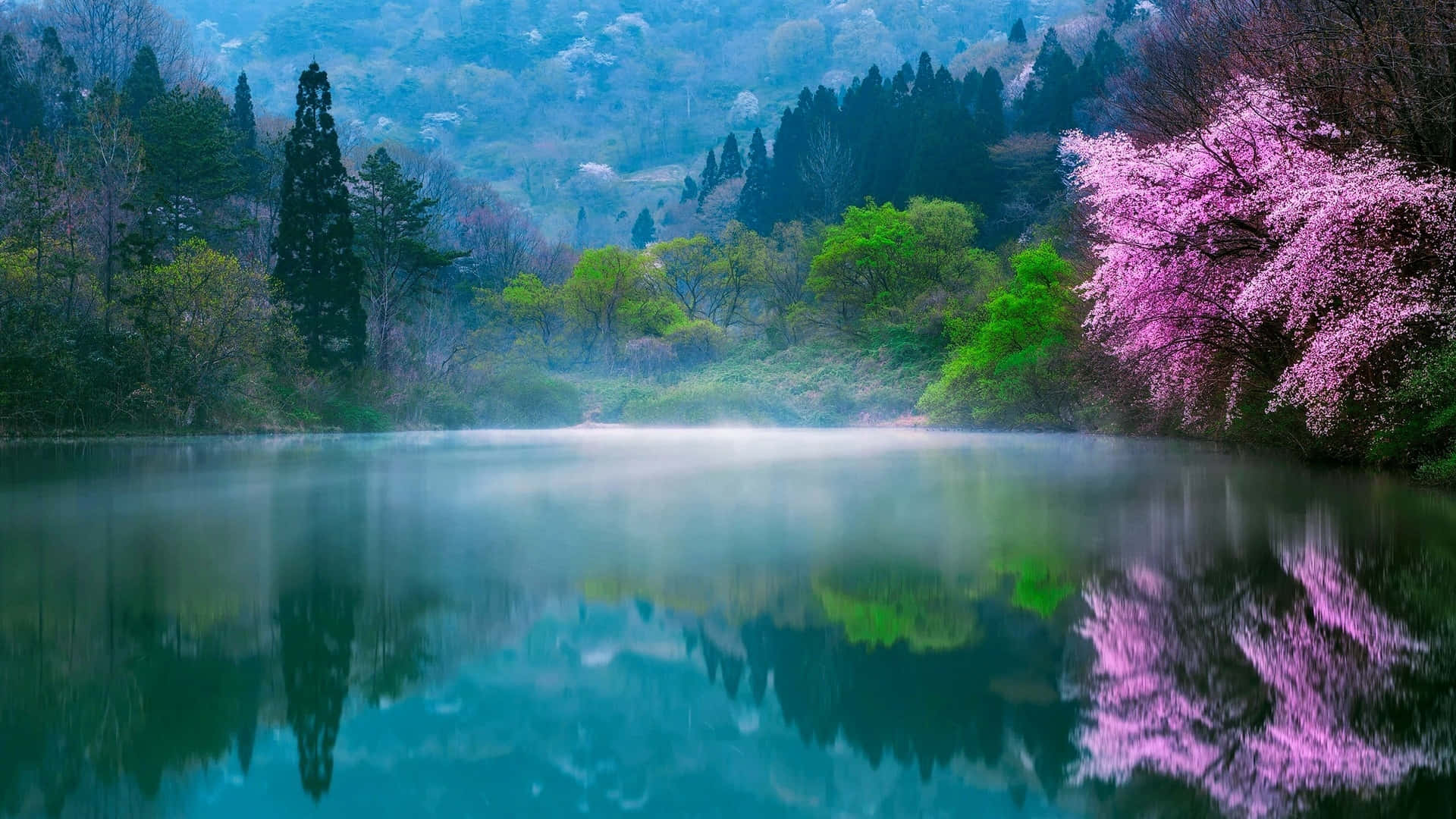 golden hour, misty lake, vibrant pink cherry blossoms, Full HD Desktop Wallpaper