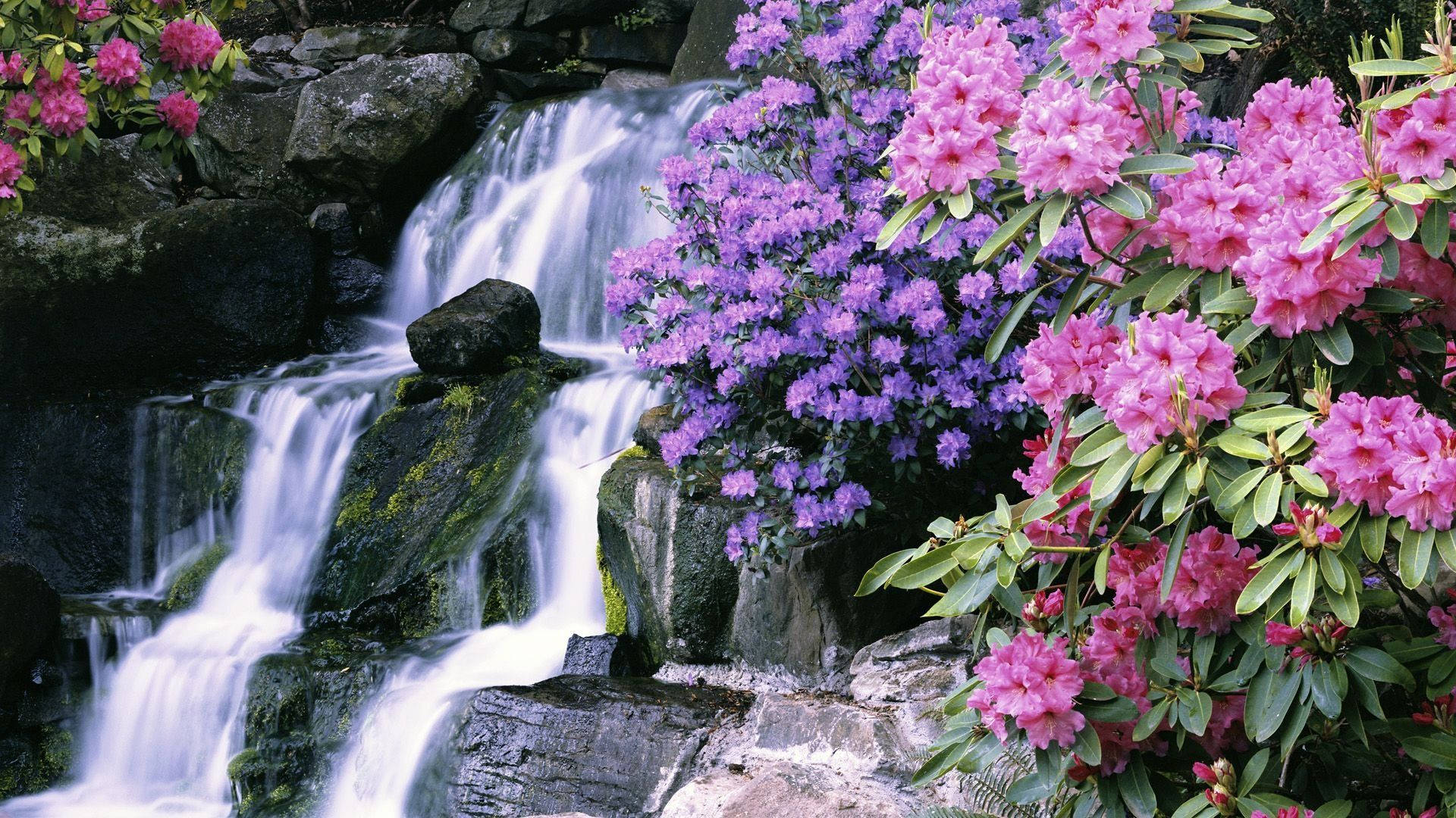 beautiful waterfall, pink and purple flowers, mossy rocks, Full HD Desktop Wallpaper
