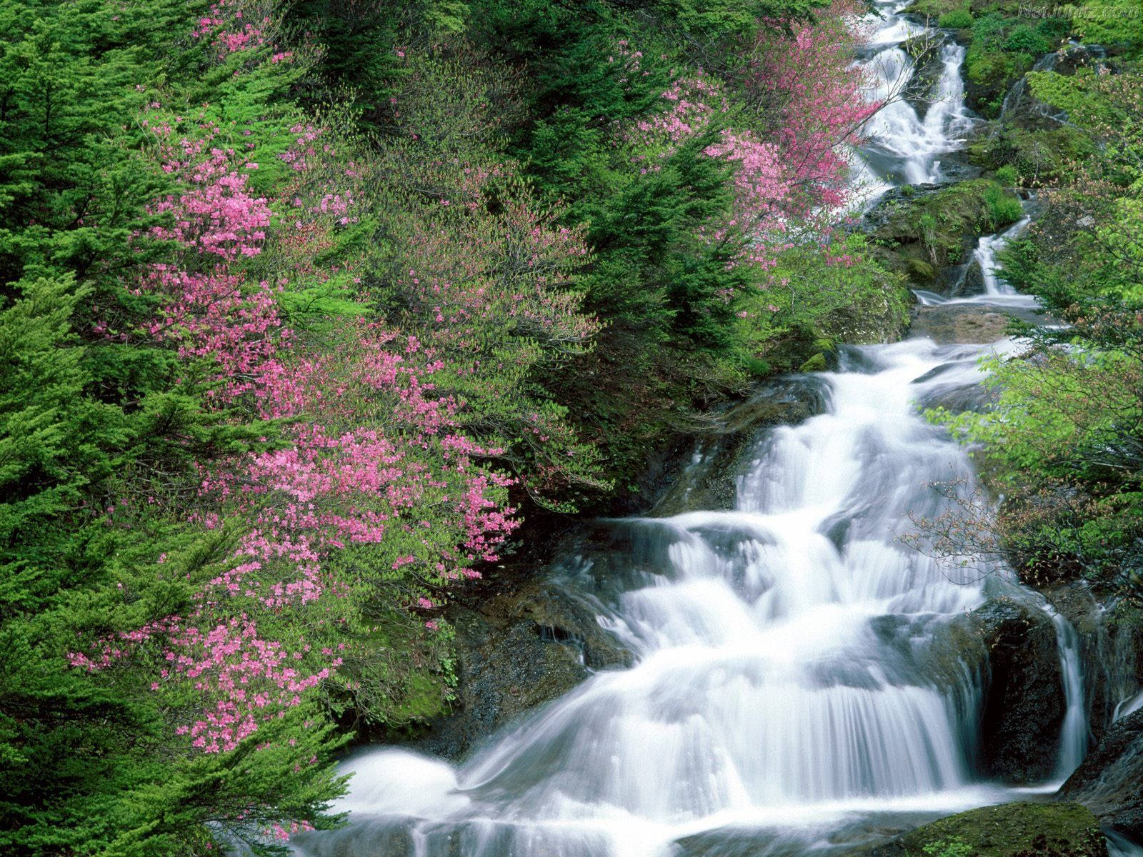 flower, beautiful waterfall, mossy rocks, HD Desktop Wallpaper