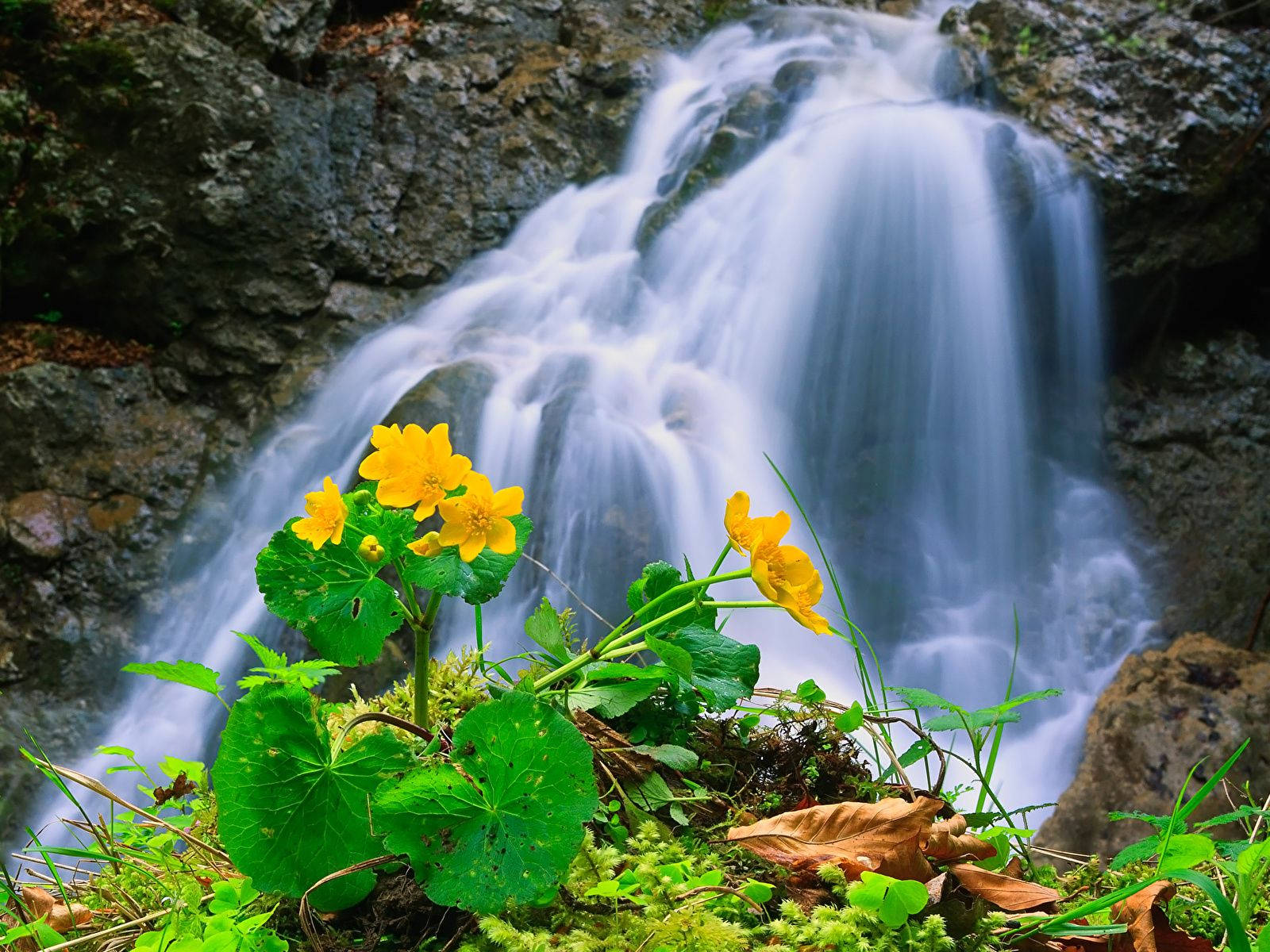 beautiful waterfall, yellow flowers, lush green moss, HD Desktop Wallpaper