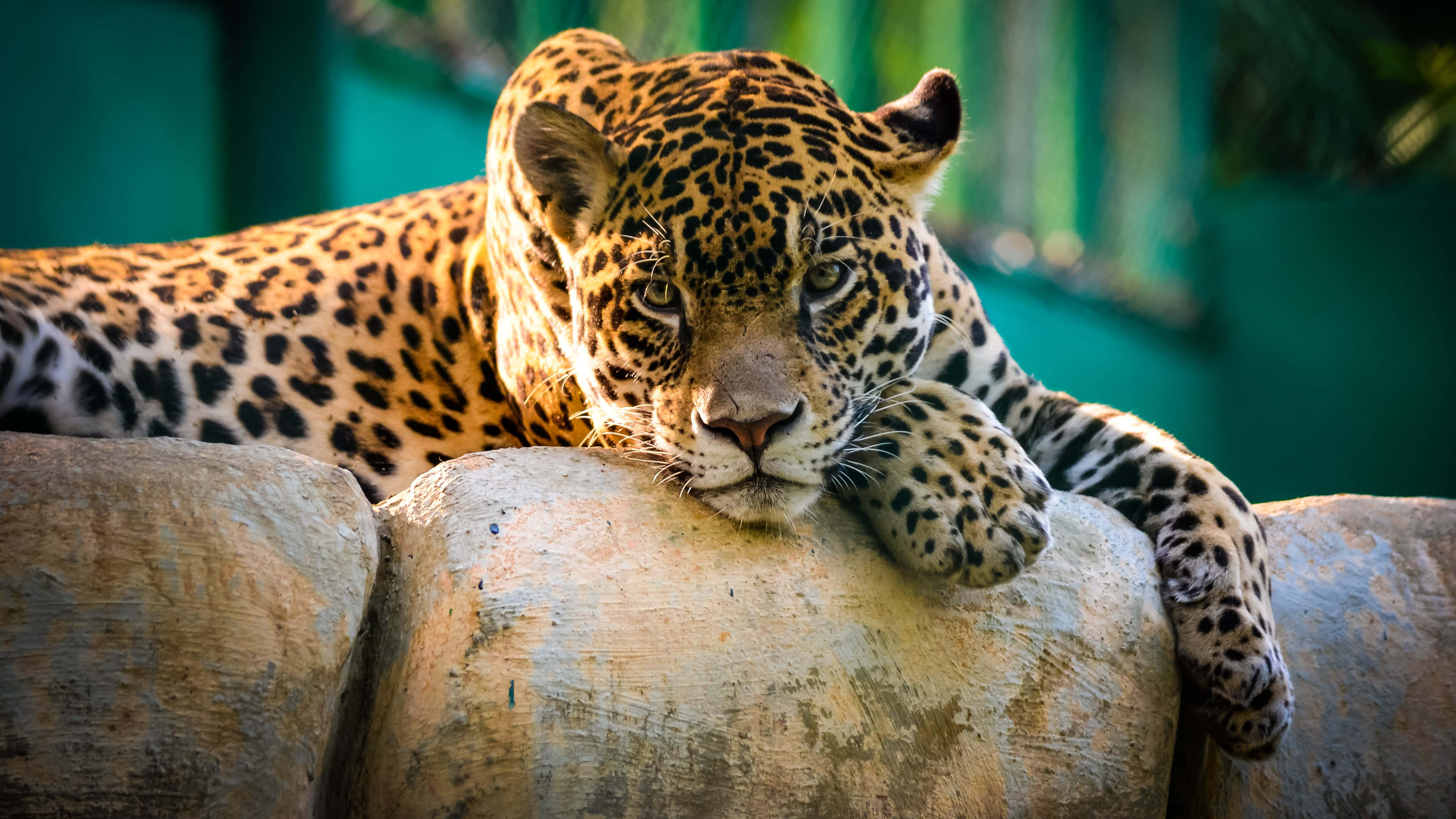 resting jaguar, golden eyes, stone ledge, 4K Desktop Wallpaper