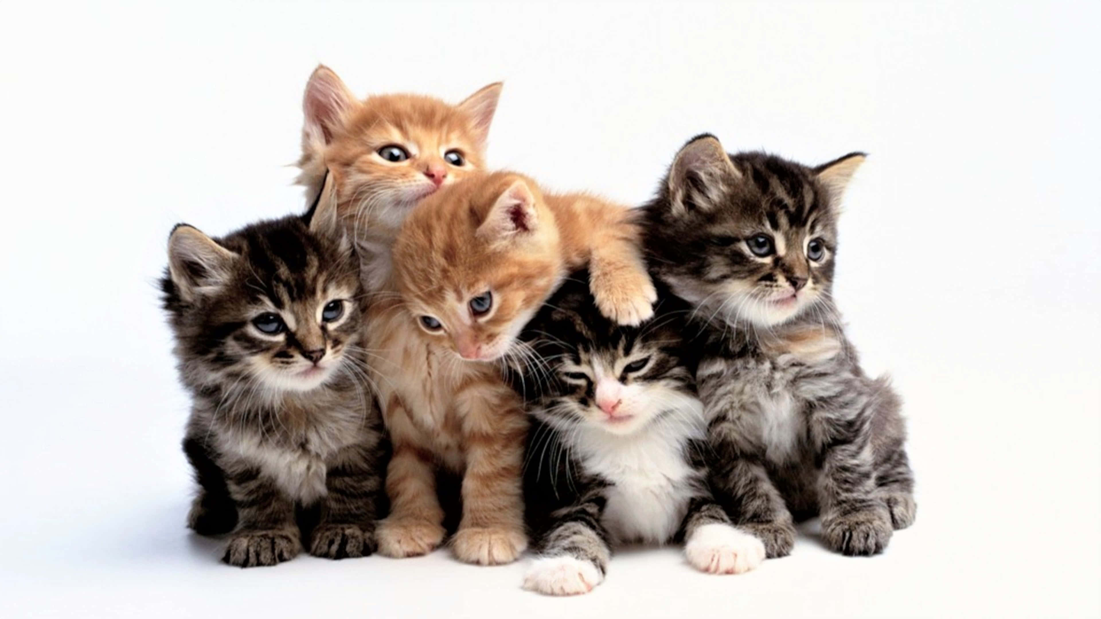 kittens, tabby coats, ginger coats, 4K Desktop Wallpaper