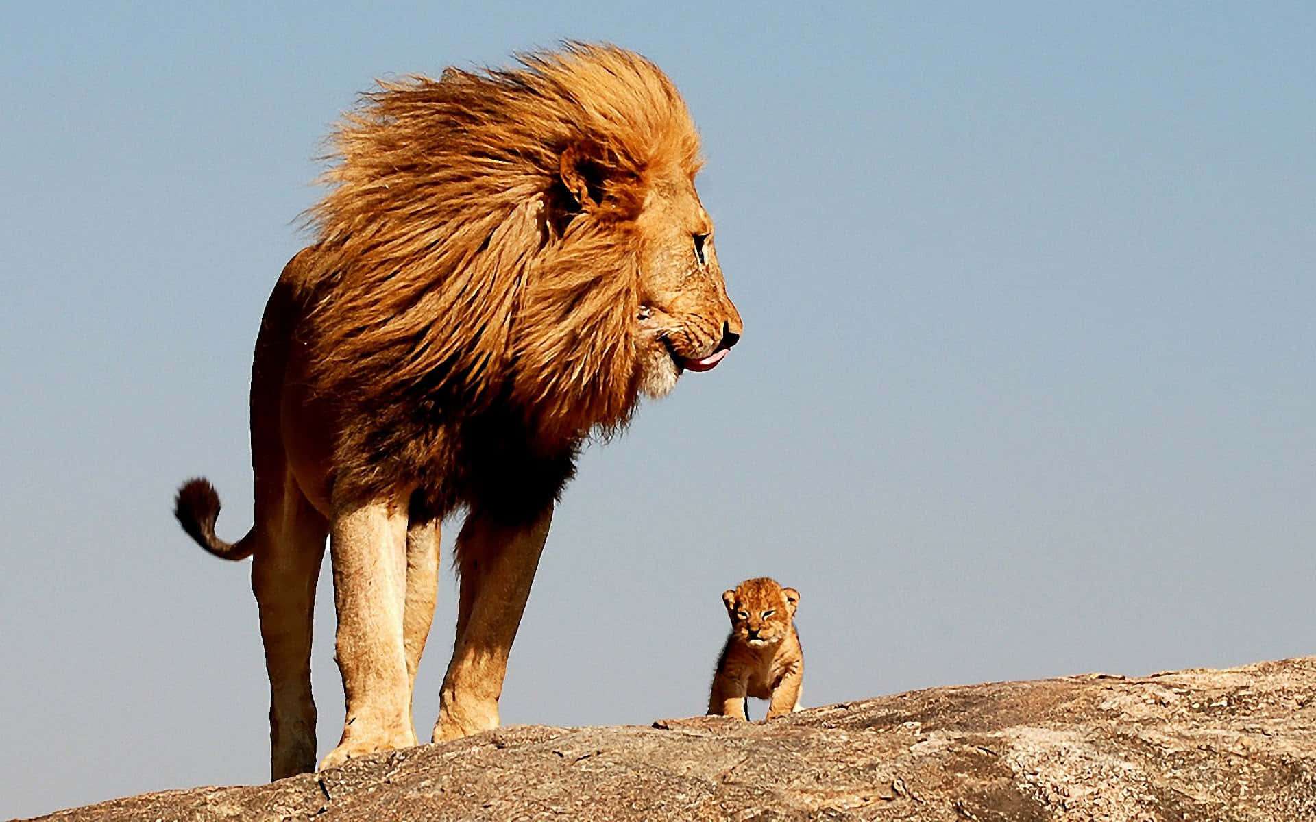 African wildlife, adult male lion, full mane, Full HD Desktop Wallpaper