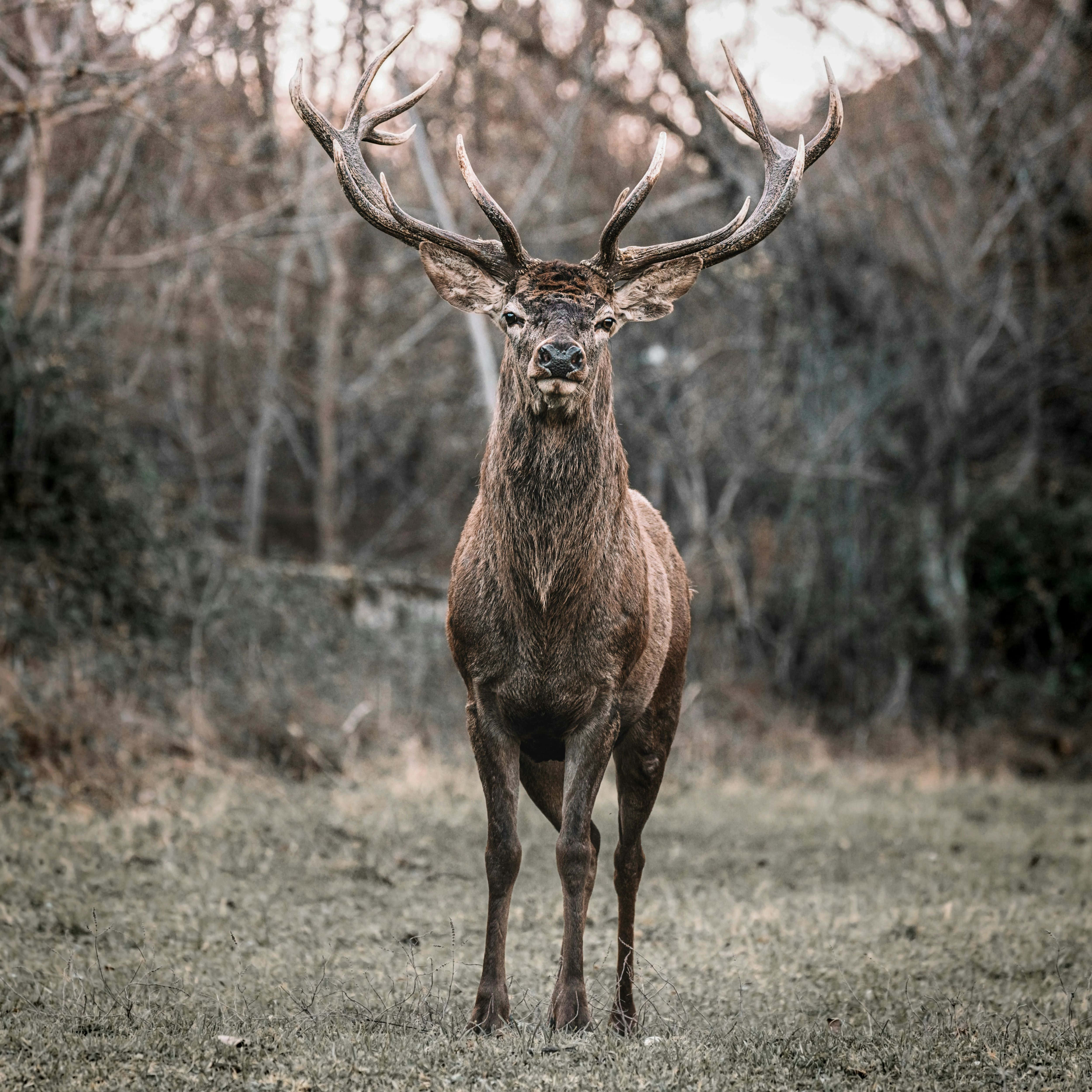 majestic stag, large antlers, muted forest clearing, 4K Desktop Wallpaper