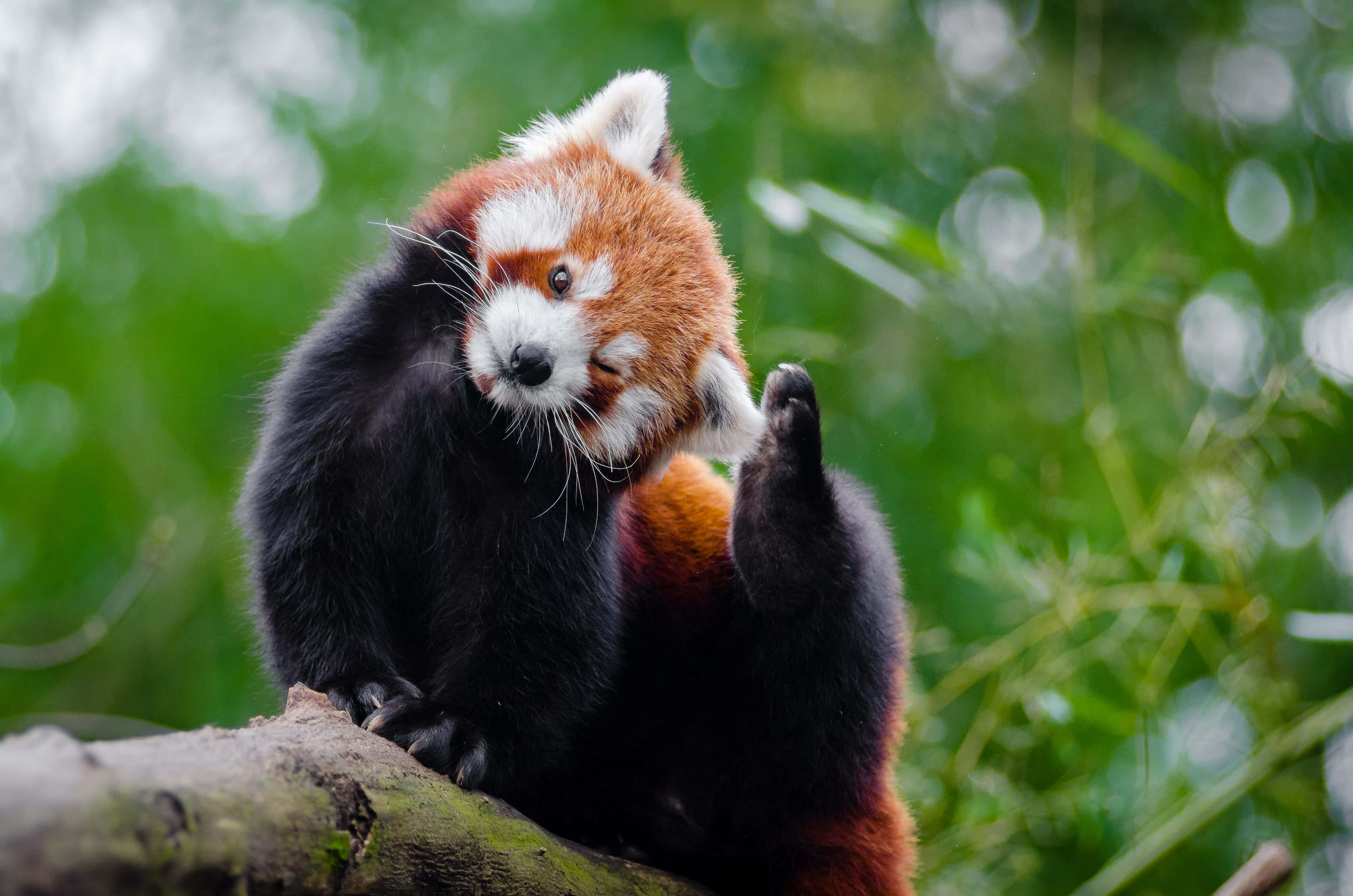 red panda, mossy branch, soft green blurred forest backdrop, 4K Desktop Wallpaper