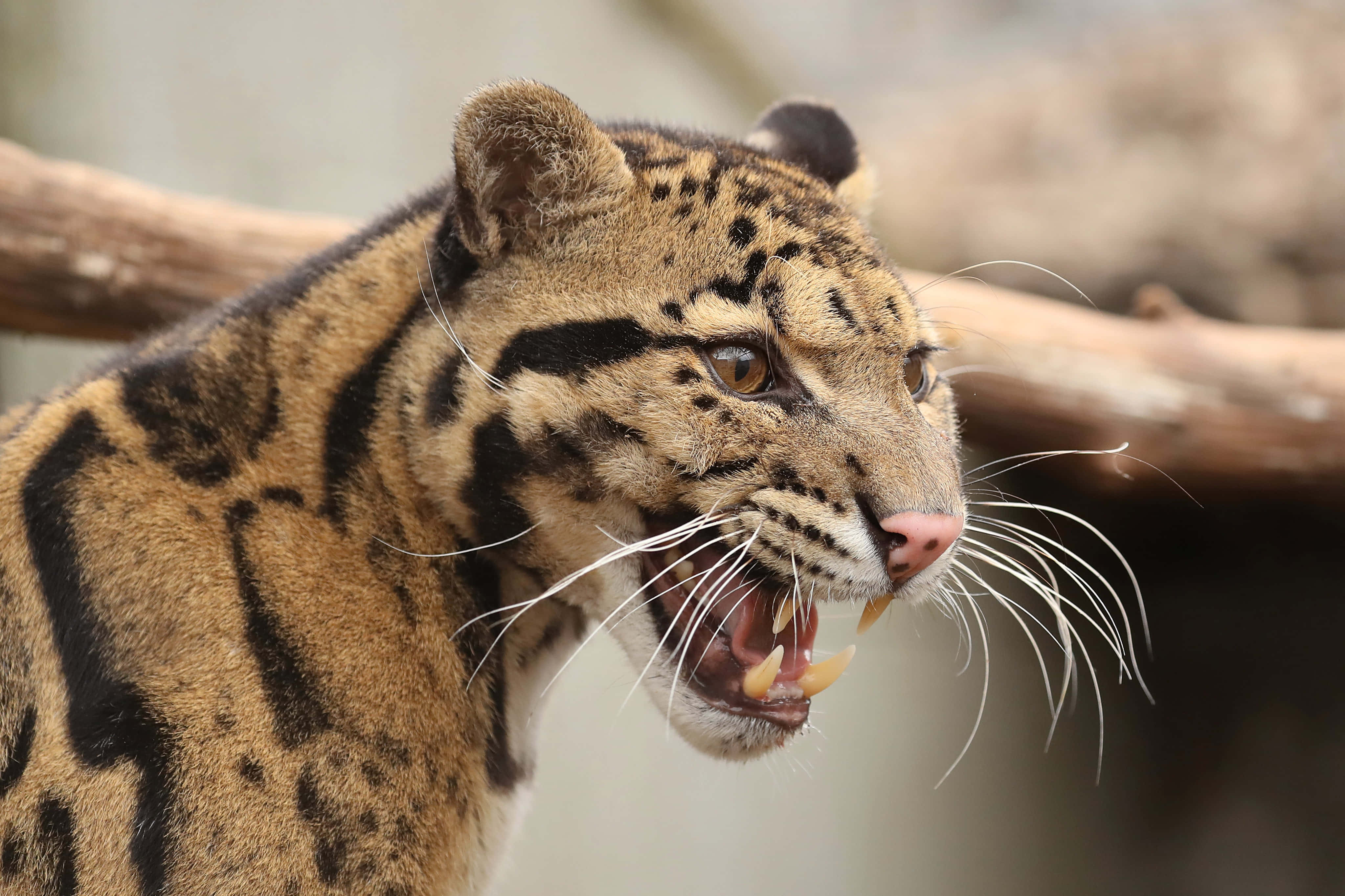 clouded leopard, snarling, bared teeth, 4K Desktop Wallpaper