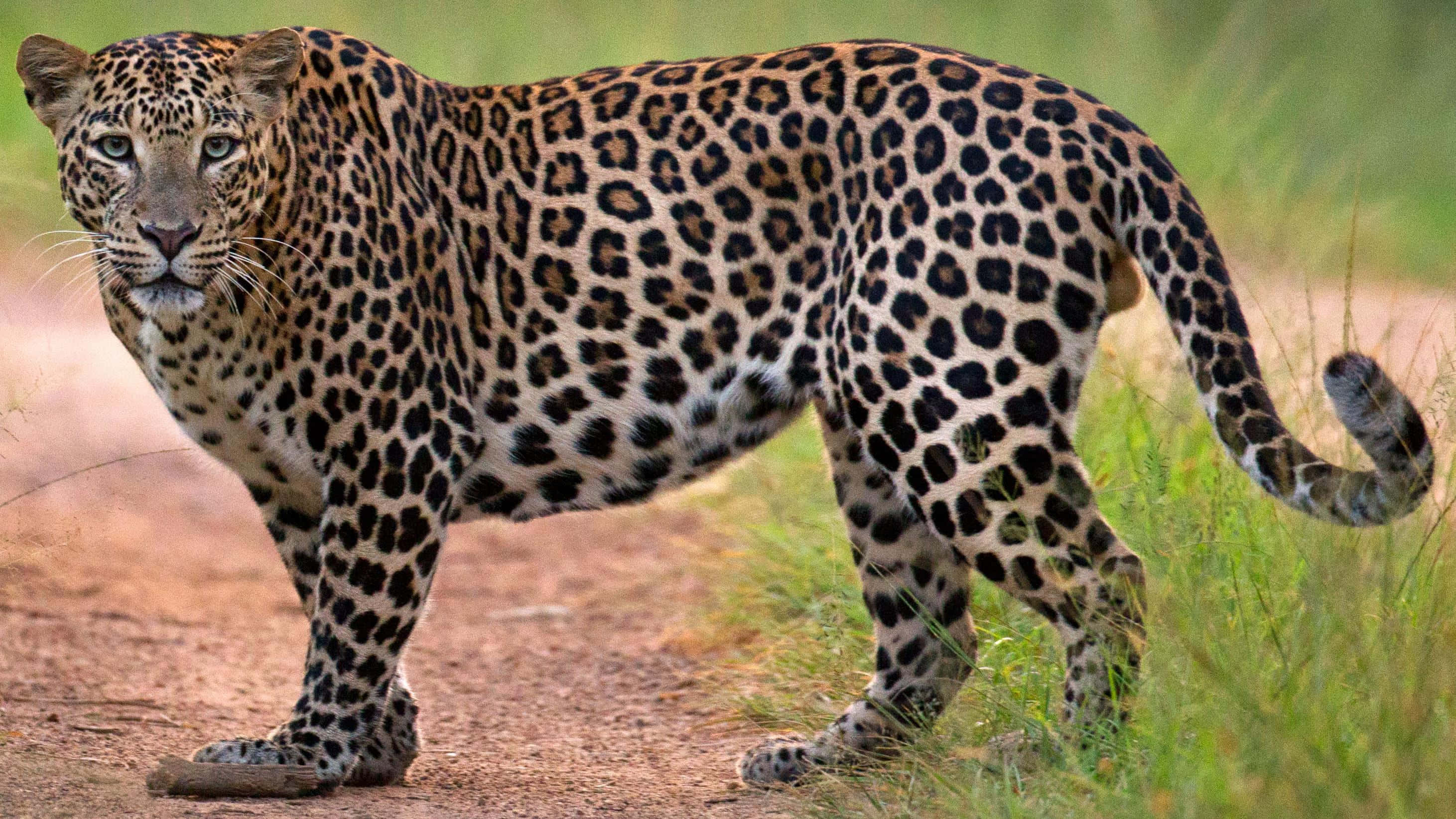 leopard, intricate spotted coat, sunlit dirt path, 2K Desktop Wallpaper