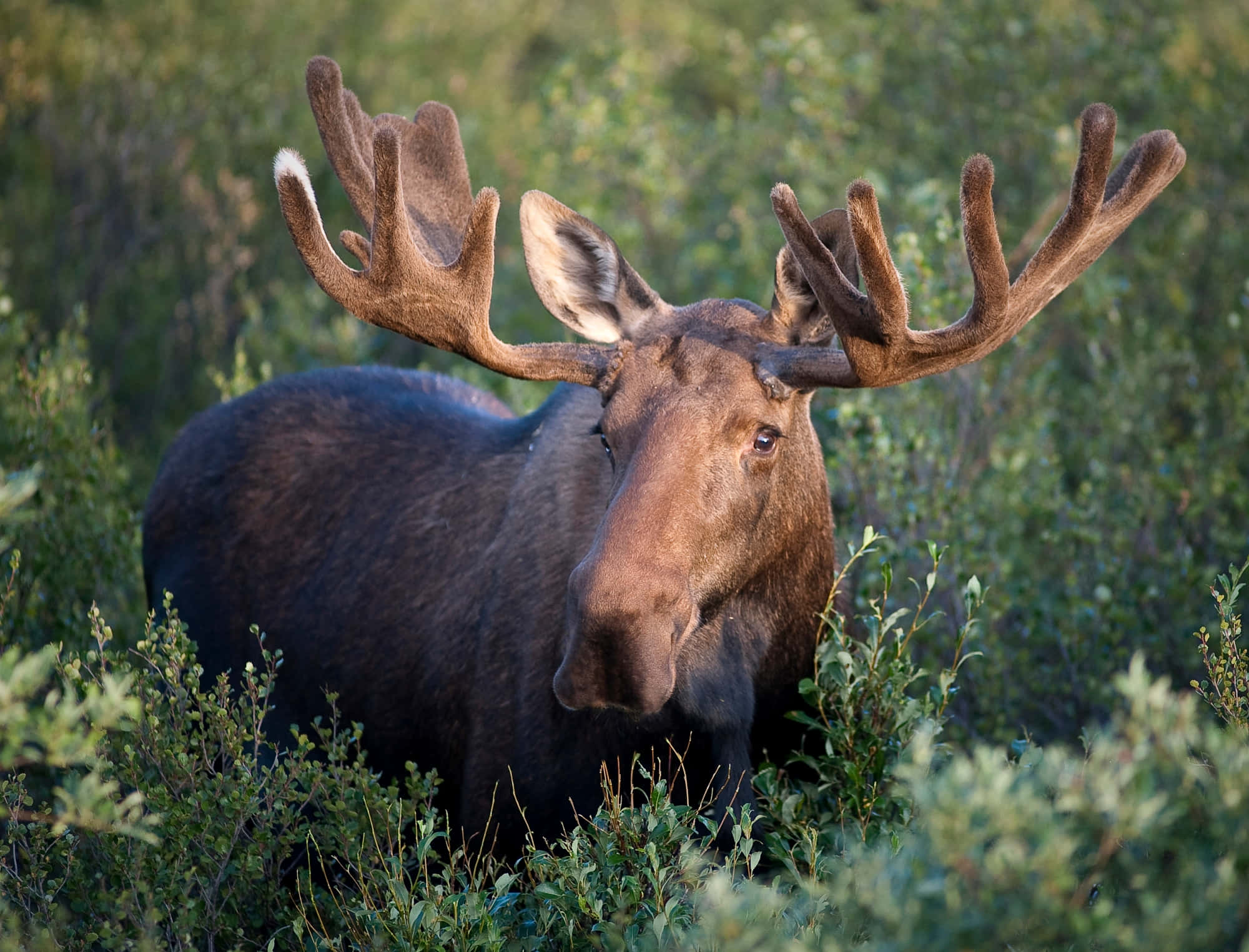 majestic moose, massive antlers, sunlit green bushy field, Full HD Desktop Wallpaper