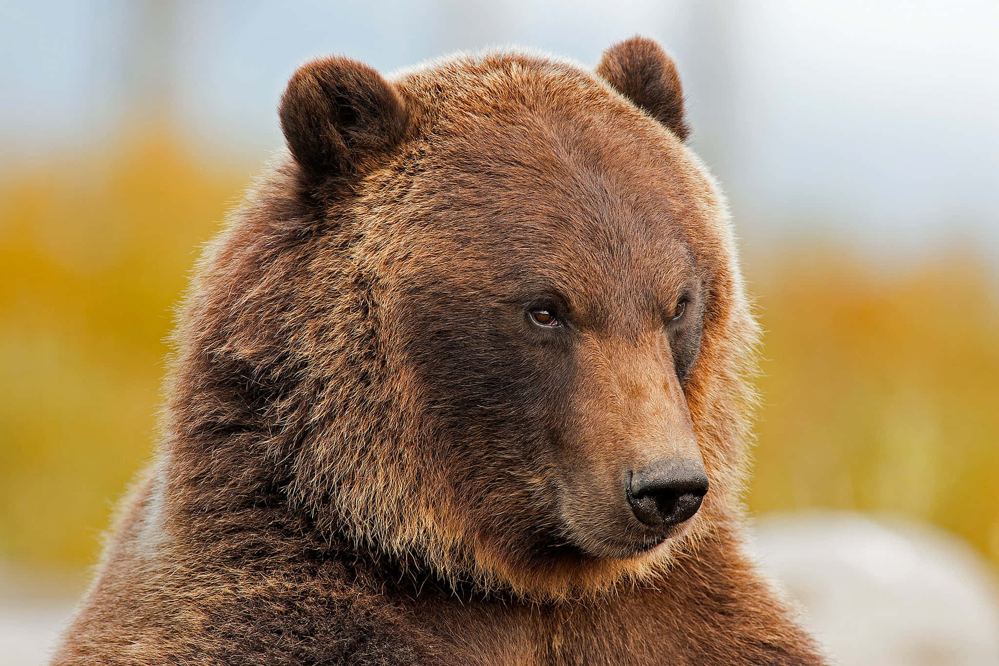 brown bear, intense eyes, thick fur, Full HD Desktop Wallpaper