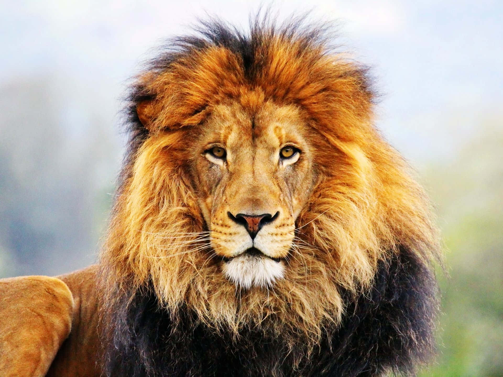 majestic male lion, thick golden mane, soft blurred natural backdrop, Full HD Desktop Wallpaper