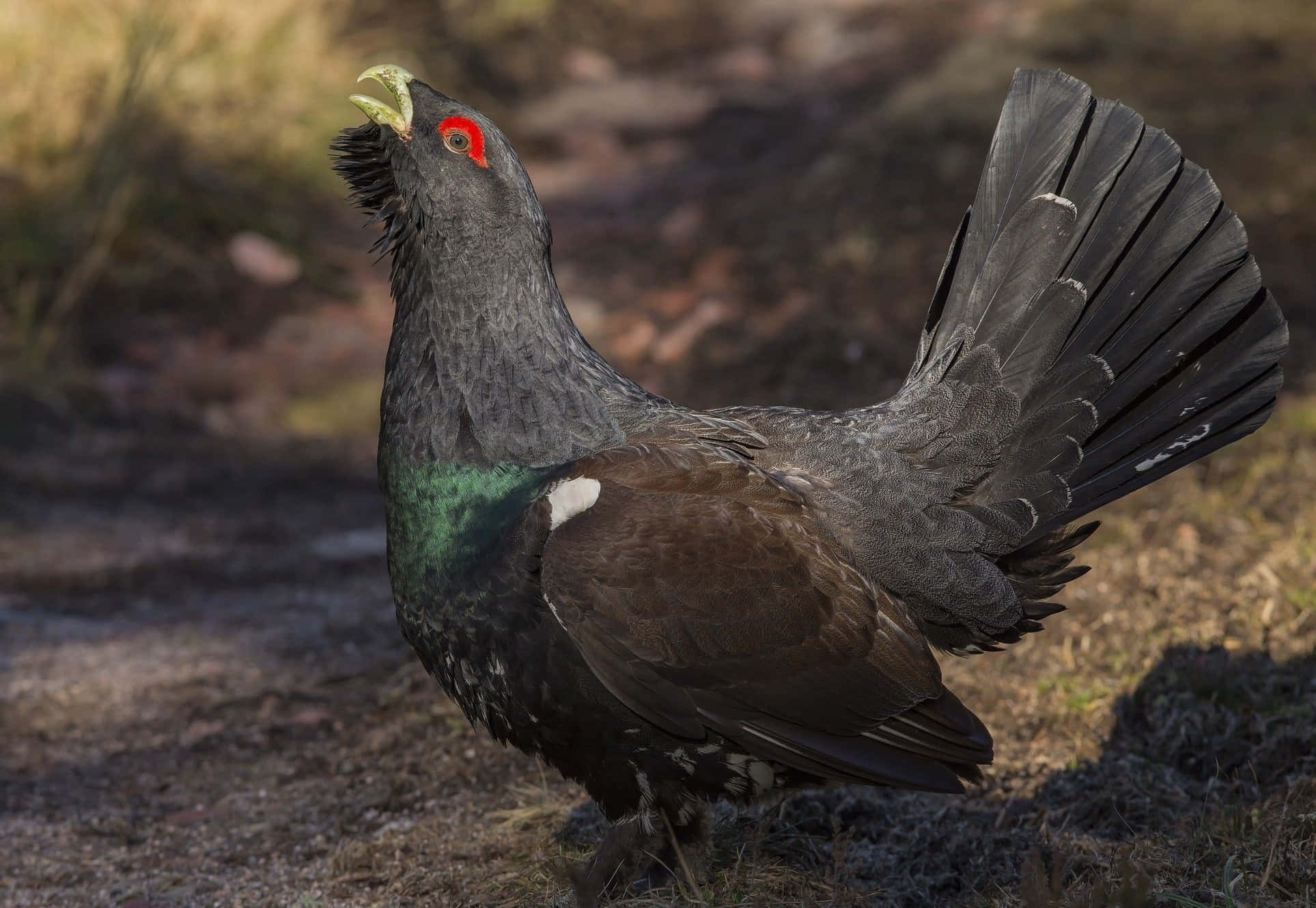 capercaillie, natural habitat, sunlit forest clearing, Full HD Desktop Wallpaper