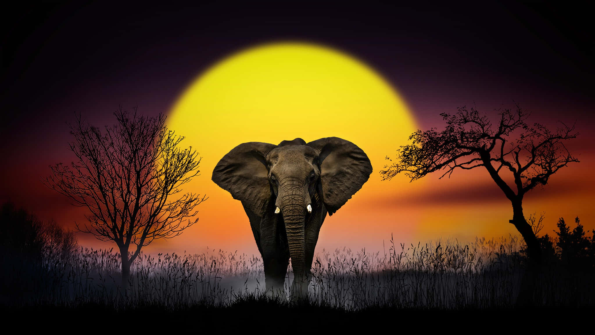 elephant, vibrant sunset, bare trees, Full HD Desktop Wallpaper