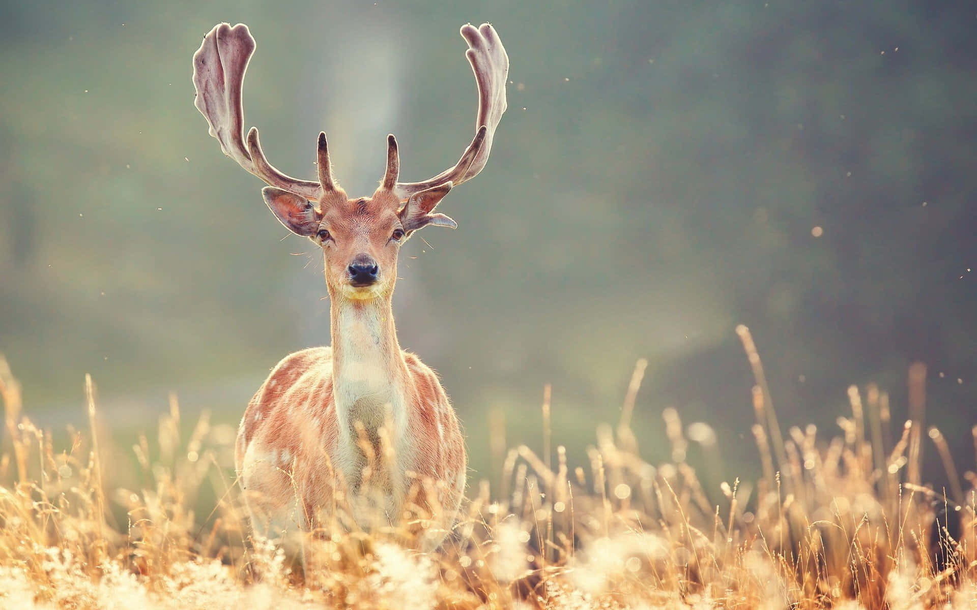 majestic deer, large antlers, lush green forest, Full HD Desktop Wallpaper