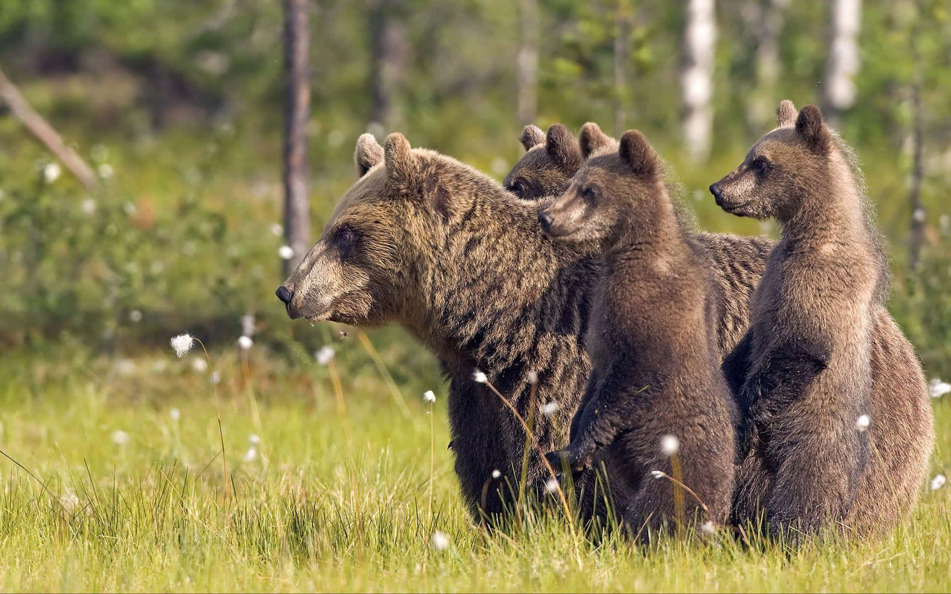 mother bear, three cubs, sunlit meadow, Full HD Desktop Wallpaper
