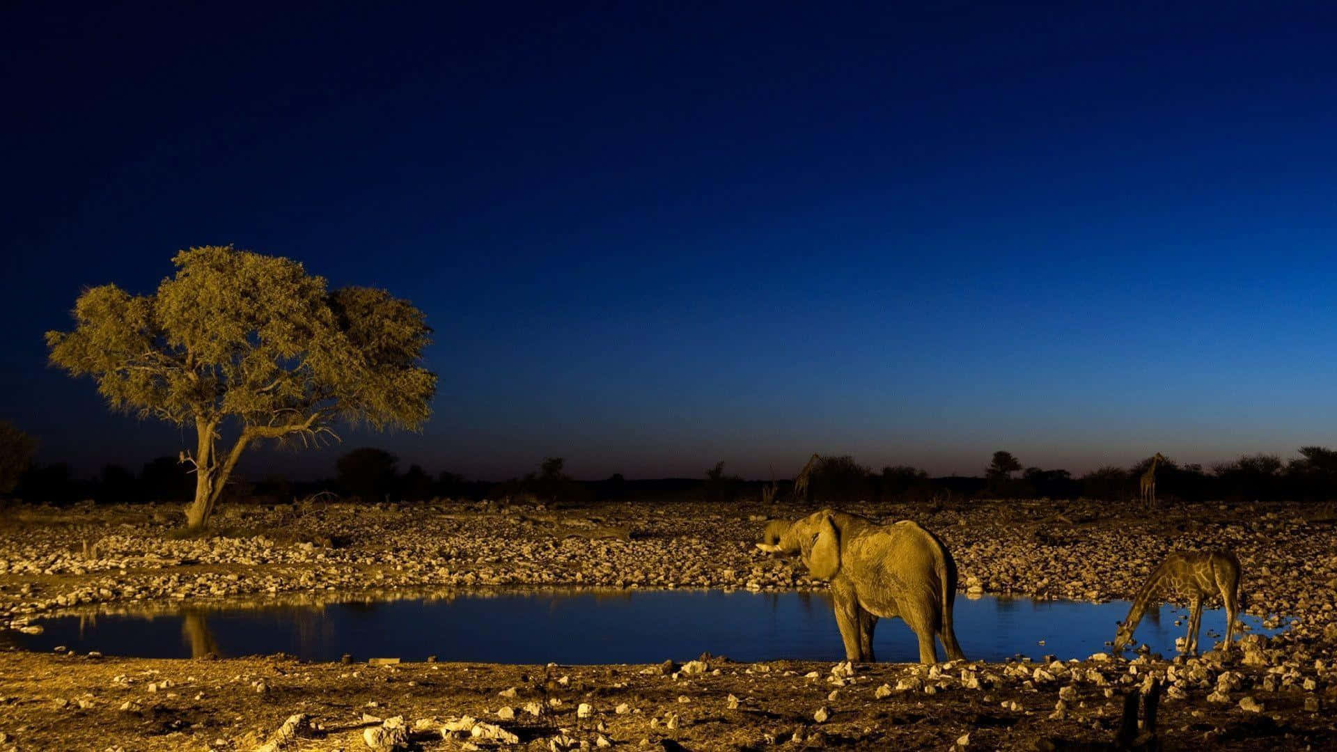 elephant, giraffe, waterhole, Full HD Desktop Wallpaper