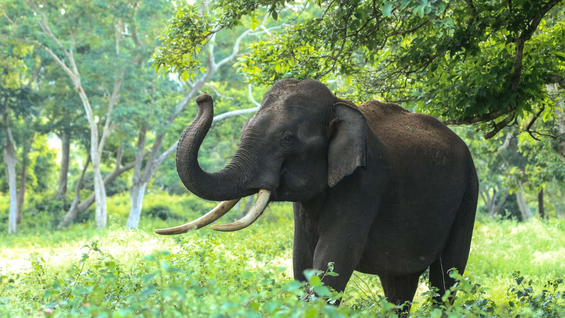 elephant, curved tusks, lush green forest, Full HD Desktop Wallpaper