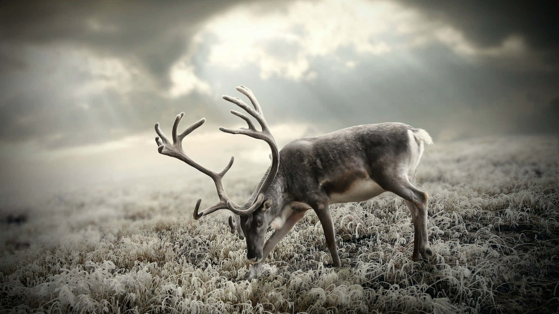 reindeer, large antlers, frosty field, Full HD Desktop Wallpaper