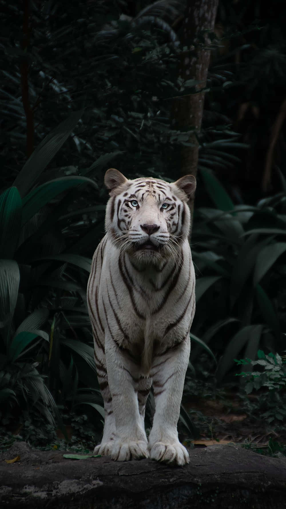 white tiger, piercing blue eyes, rock, HD Phone Wallpaper