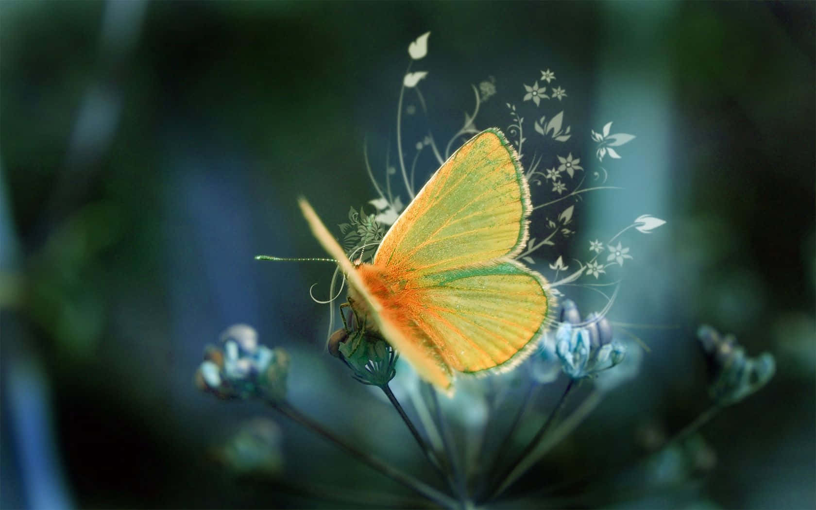 vibrant orange and green butterfly, flower, ethereal white floral swirls, HD Desktop Wallpaper