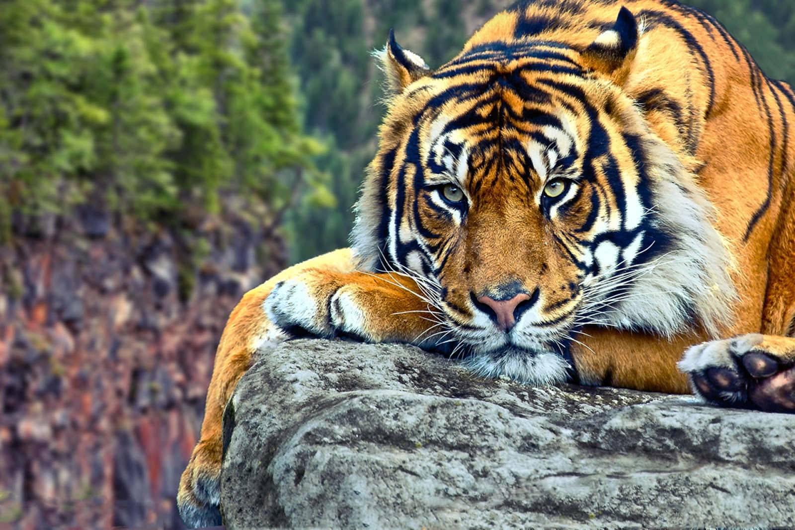 tiger, rocky outcrop, piercing green eyes, HD Desktop Wallpaper
