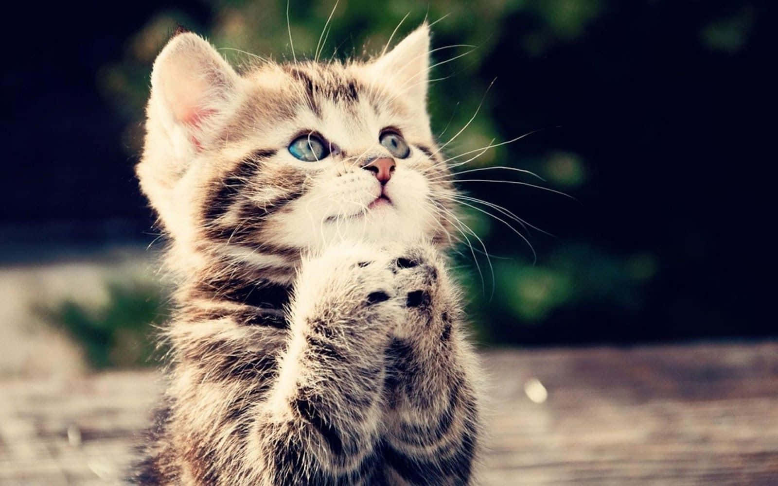 tabby kitten, striking blue eyes, paws raised, HD Desktop Wallpaper