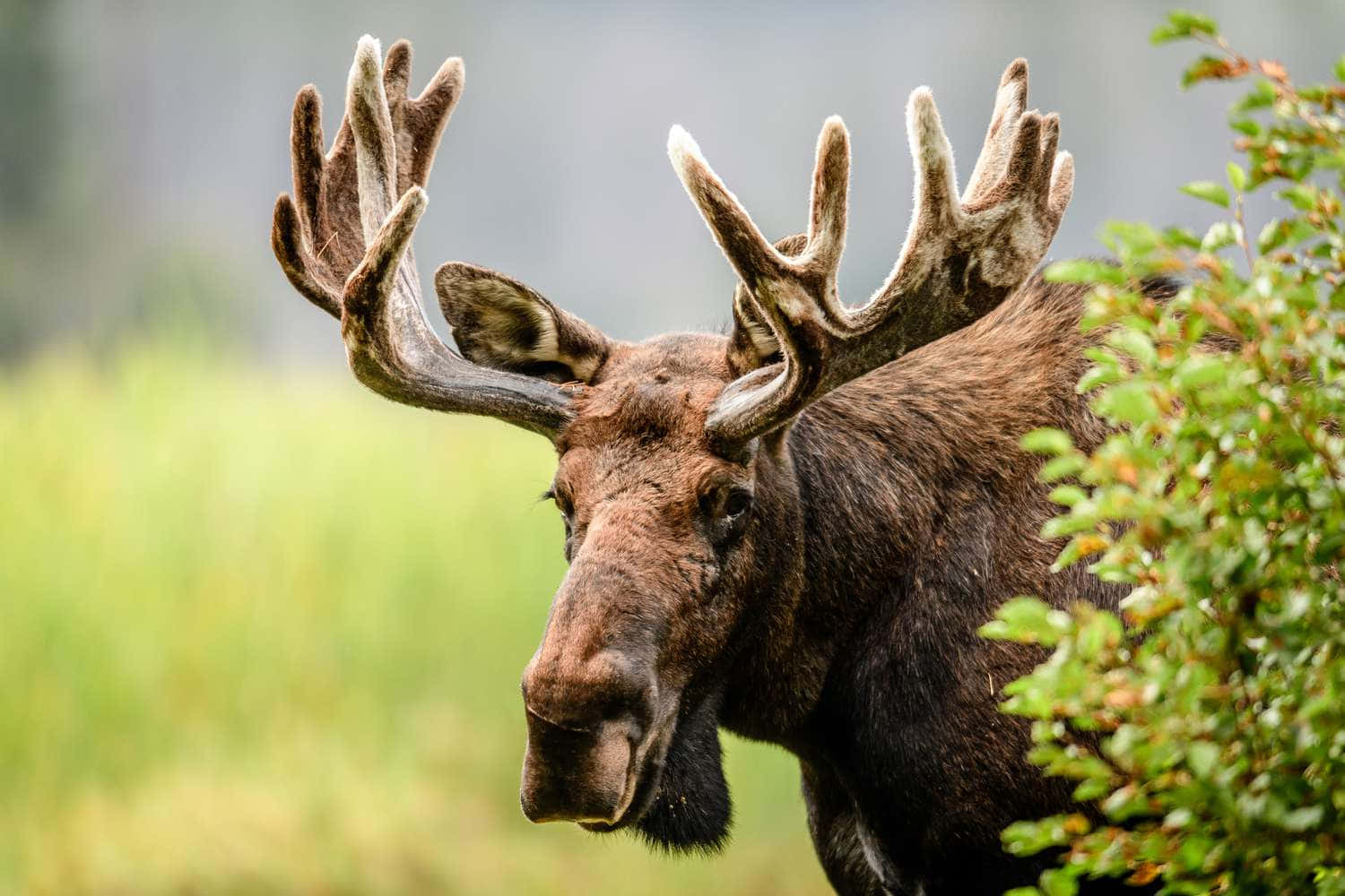 majestic moose, large antlers, green foliage, HD Desktop Wallpaper