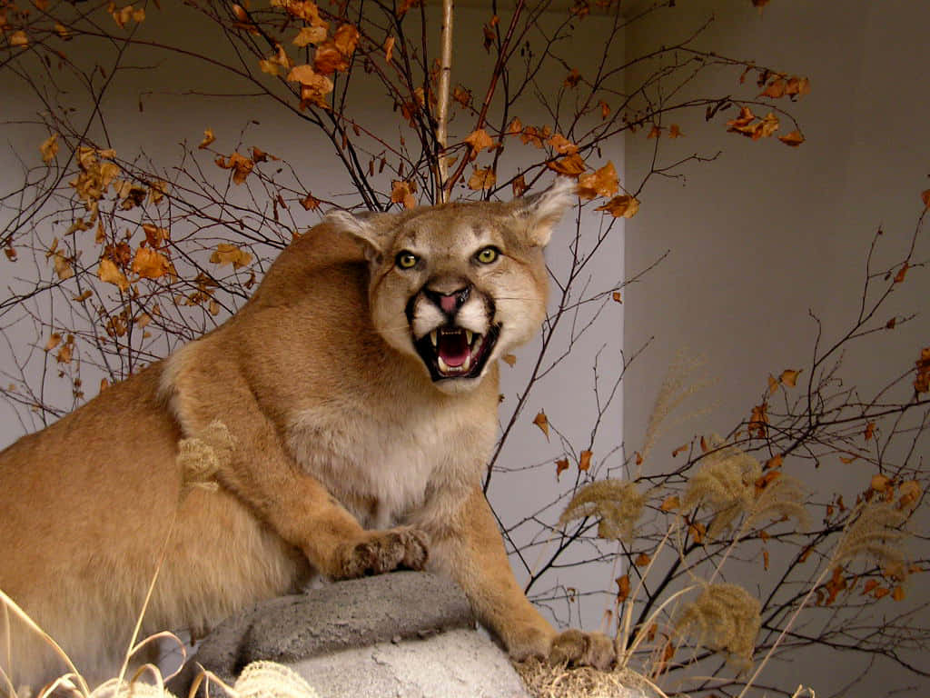majestic mountain cougar, taxidermied cougar, rock, SD Desktop Wallpaper