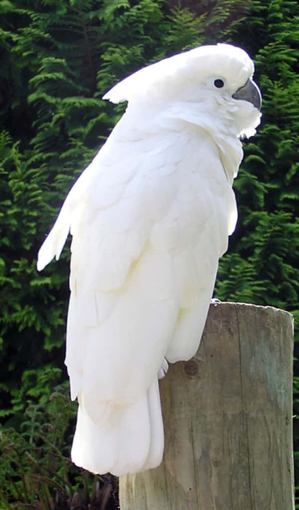 majestic white cockatoo, weathered wooden post, dense green coniferous trees, SD Phone Wallpaper