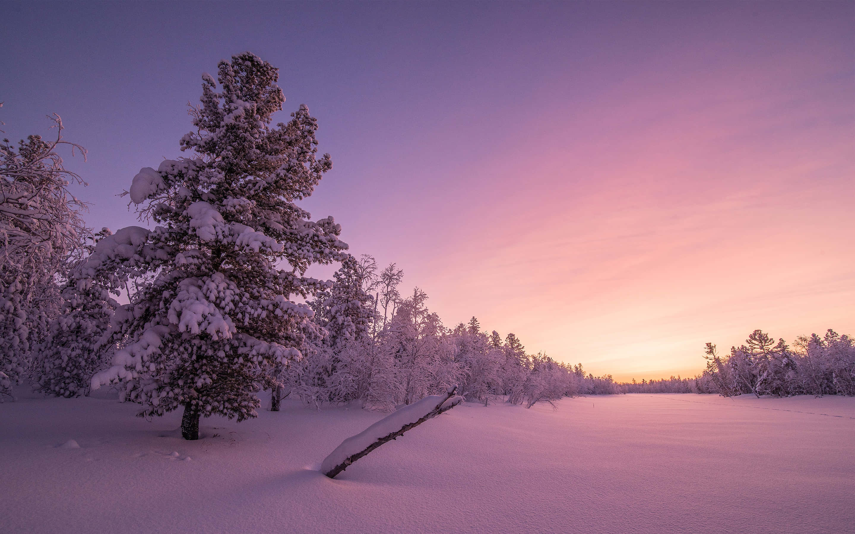 snow-covered field, trees, sunset, 2K Desktop Wallpaper