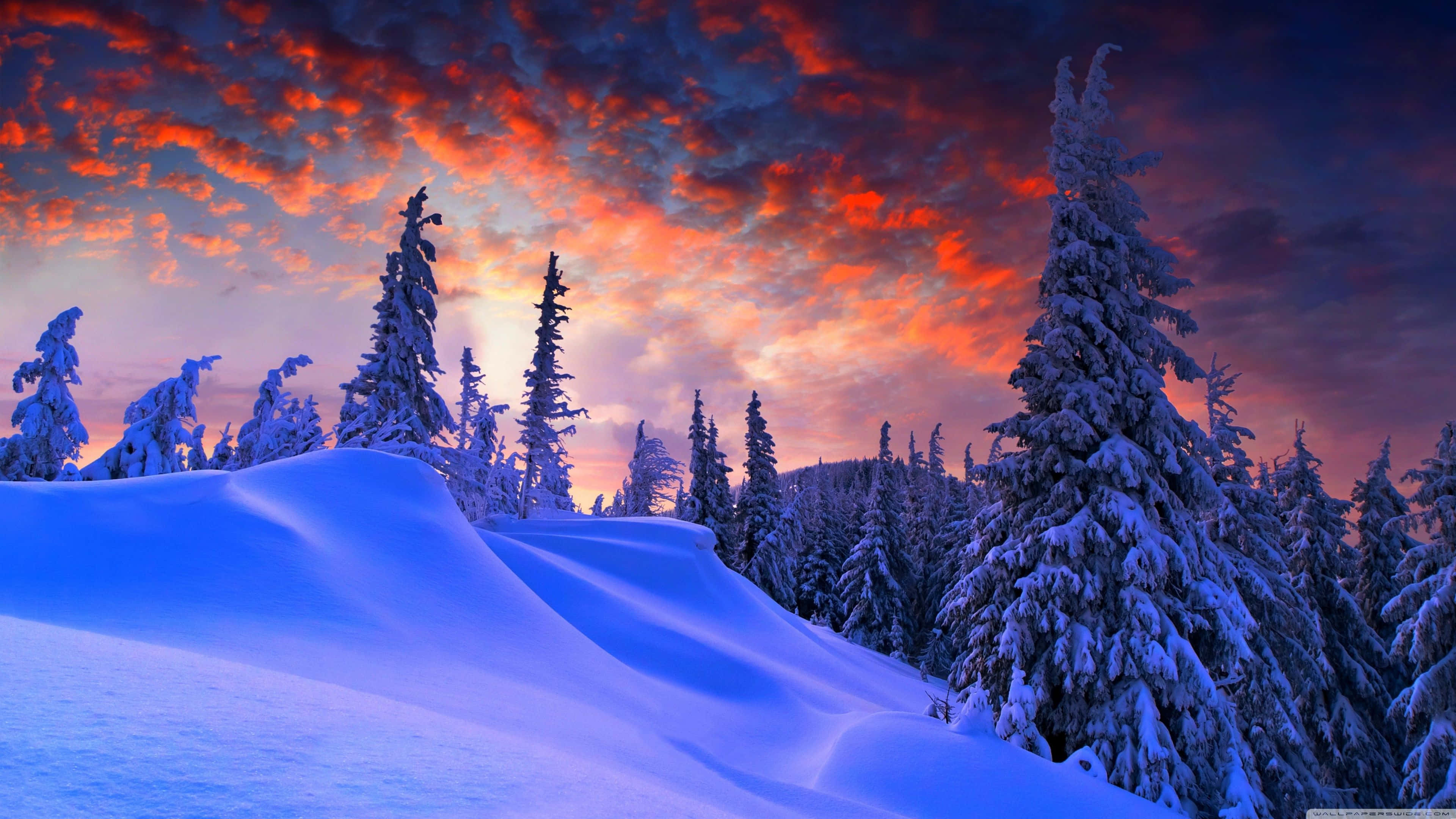 beautiful winter, 3840 x 2160, snowy pine trees, 4K Desktop Wallpaper