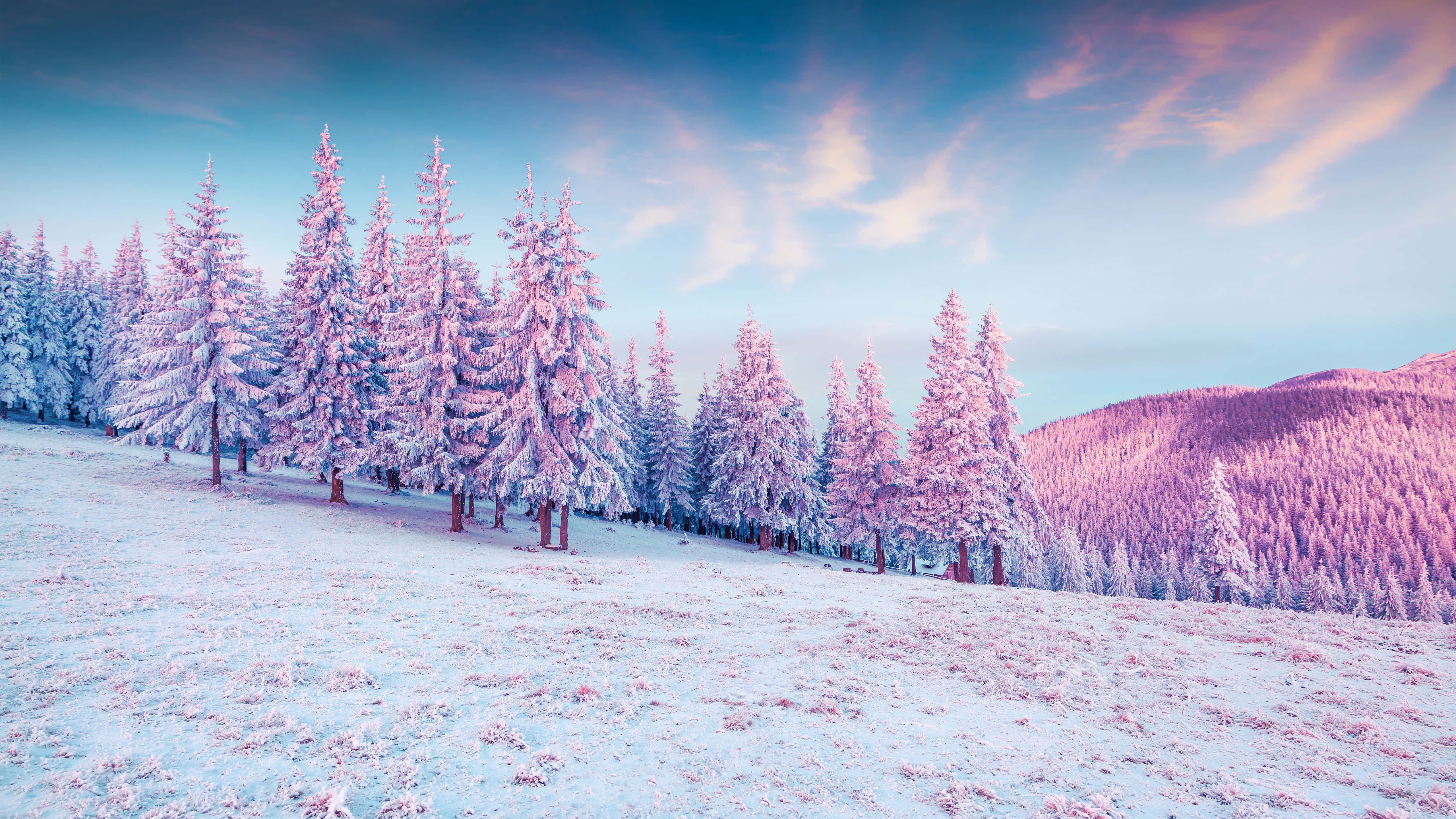 pastel pink and blue sky, snow blankets pine trees, serene winter sunrise, 5K Desktop Wallpaper