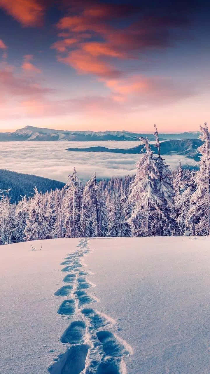 snow-covered pines, vibrant sunset, sea of clouds, HD Phone Wallpaper