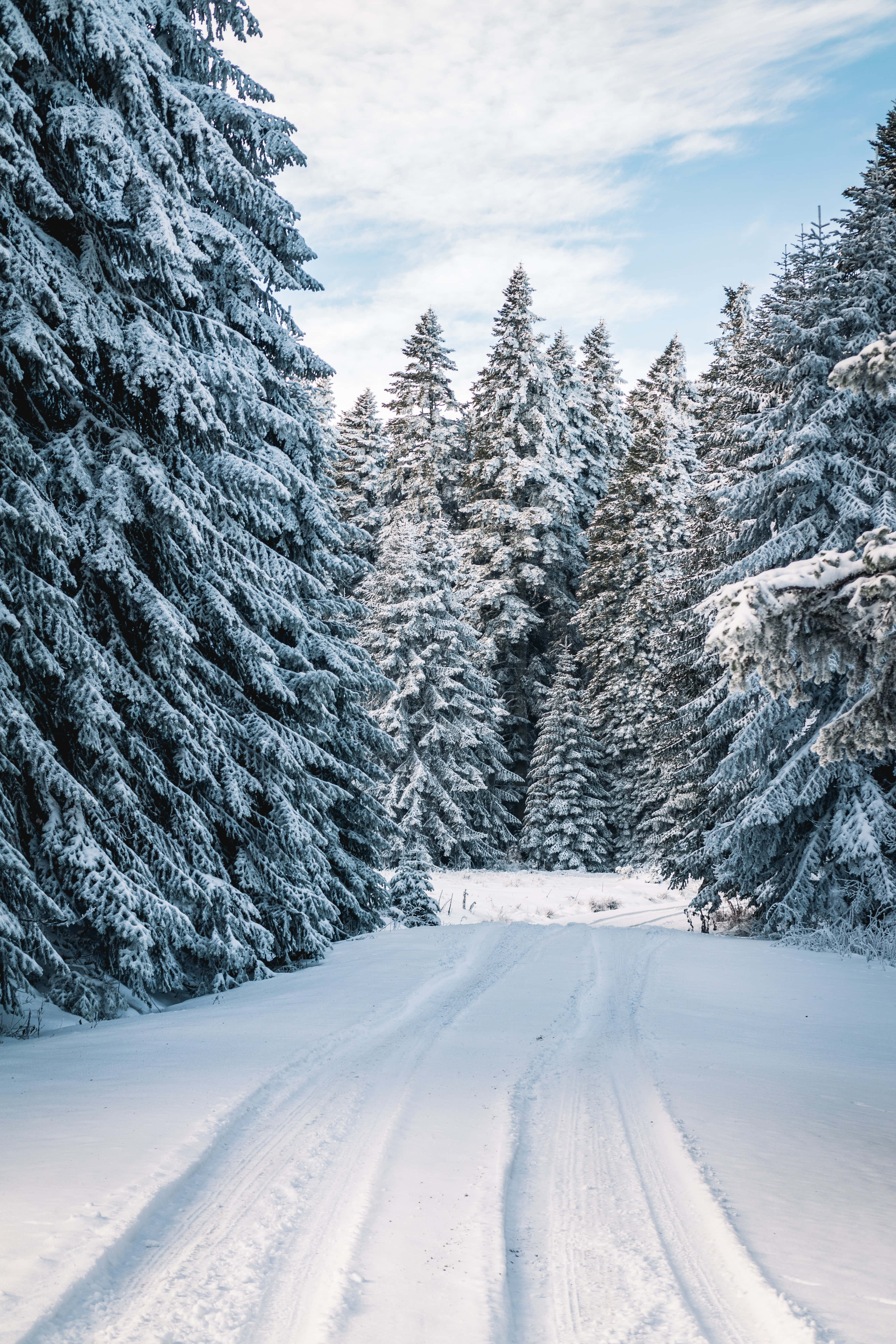snow-covered road, dense forest of evergreen trees, bright winter sky, 5K Phone Wallpaper