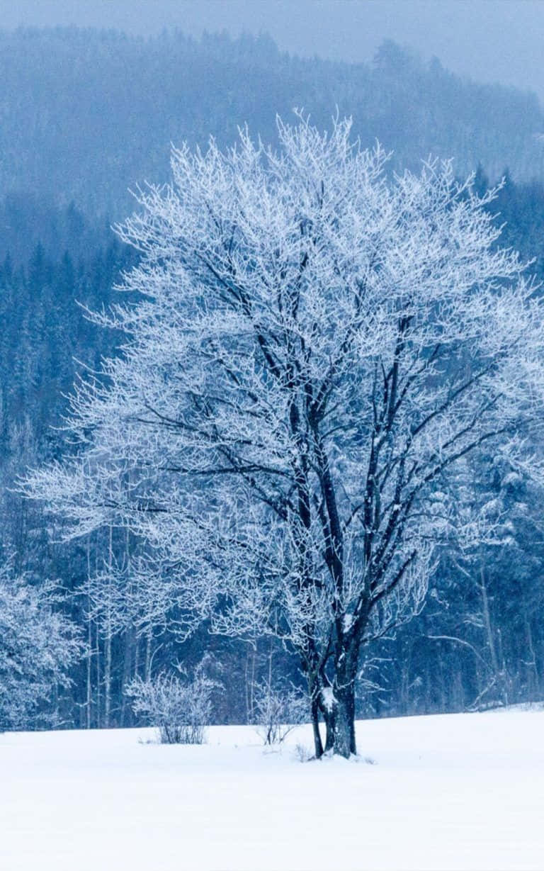 snow-covered field, frost-covered tree, forested hill, SD Phone Wallpaper