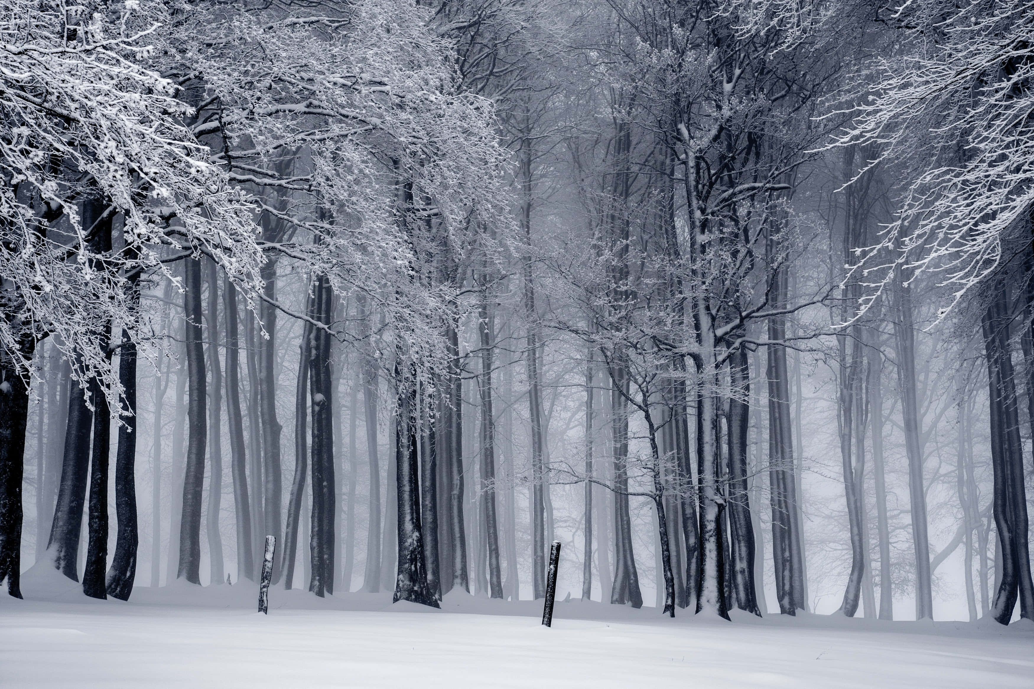 winter forest, snow-covered trees, misty atmosphere, 2K Desktop Wallpaper