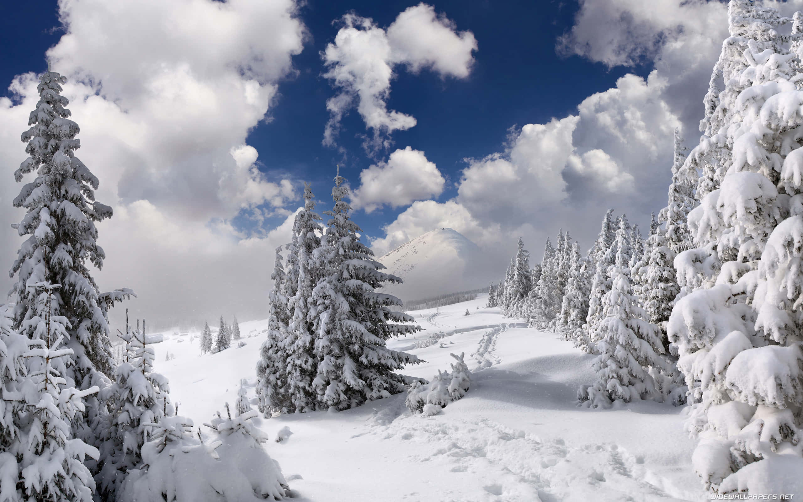 winter day, snow-laden evergreen trees, serene winter path, 2K Desktop Wallpaper