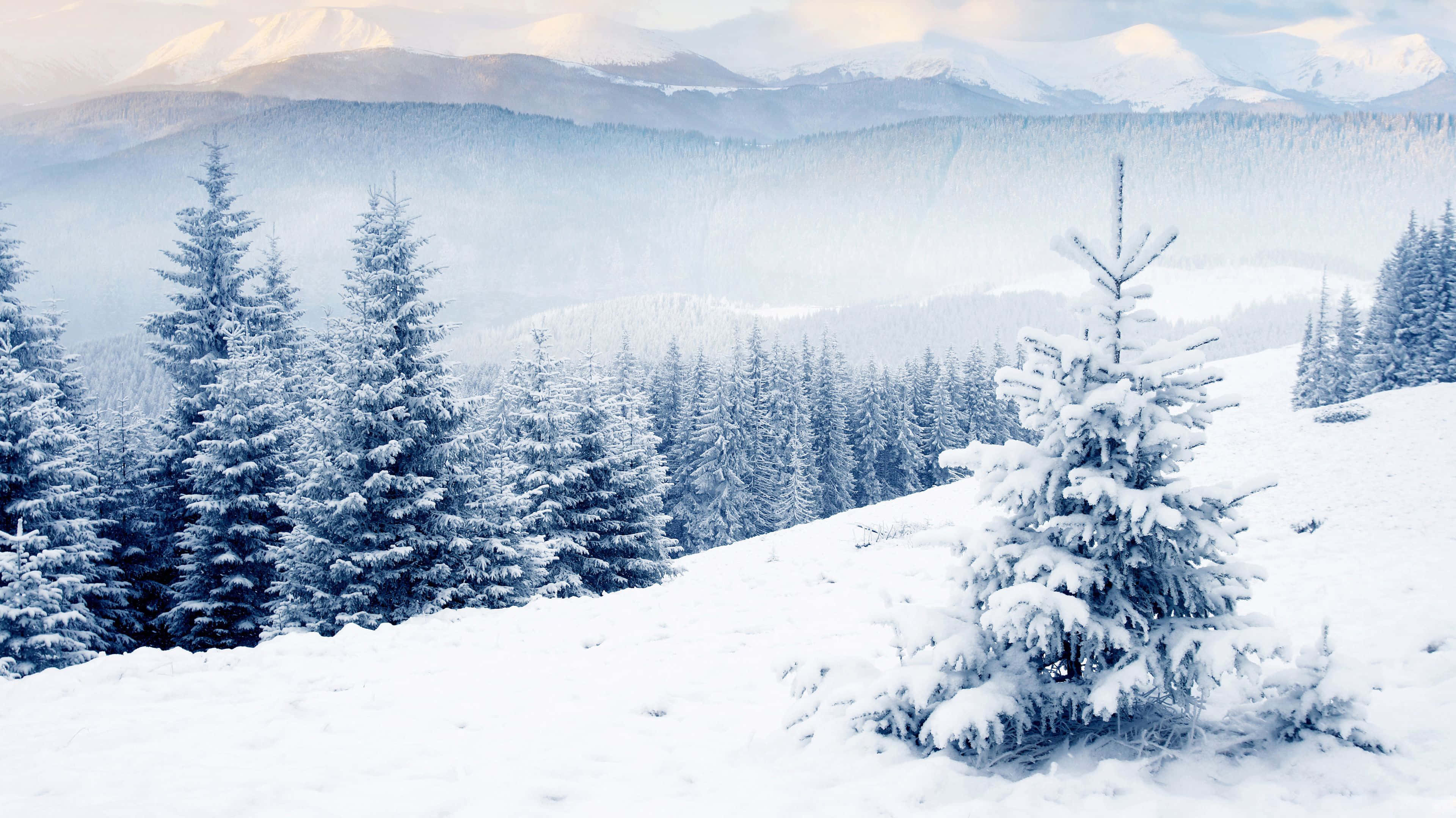evergreen trees, rolling hills, soft blue winter sky, 4K Desktop Wallpaper