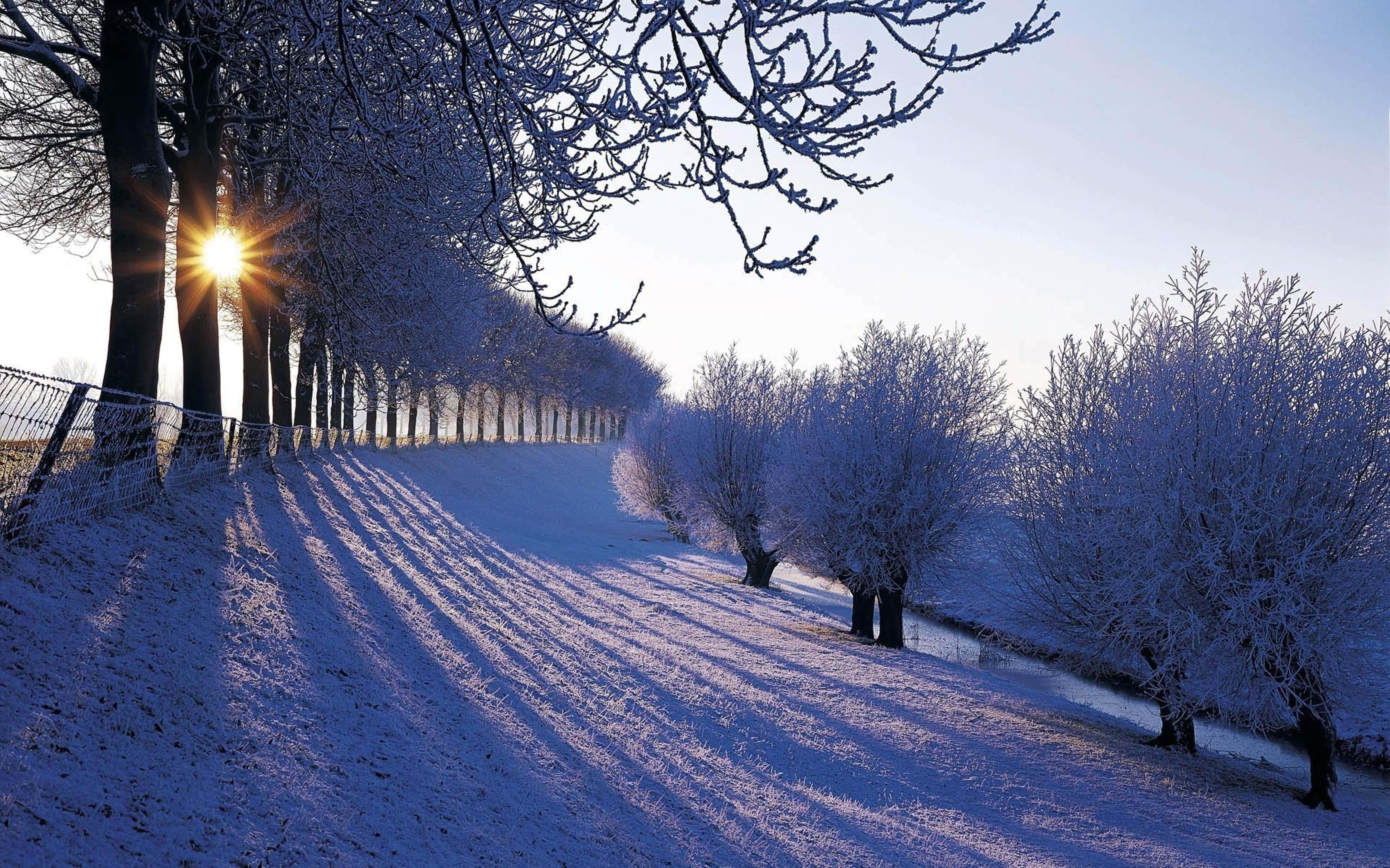 Serene Winter Scenery, frost-covered trees, snow blanketed field, 5K Desktop Wallpaper