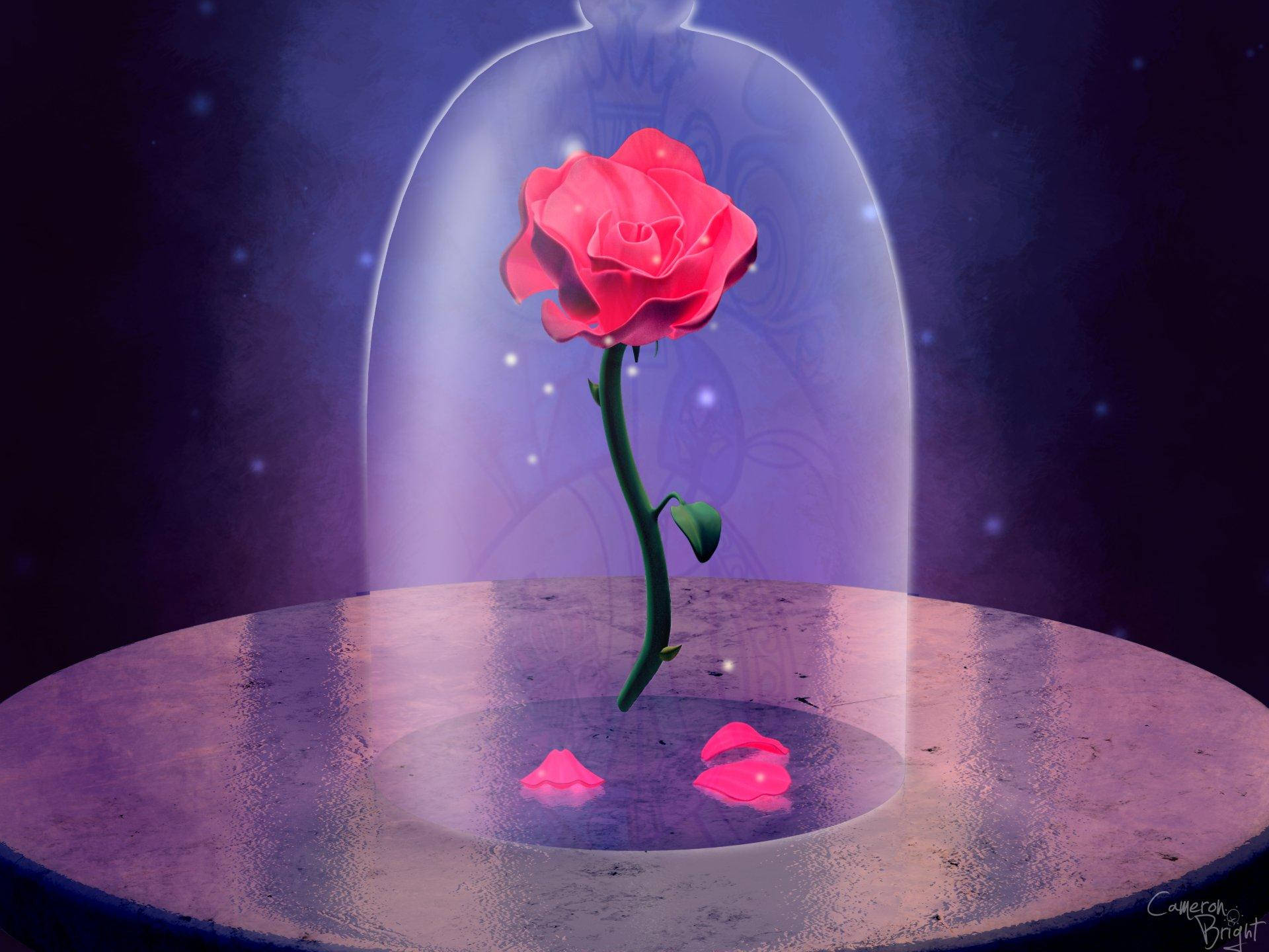 Beauty And The Beast Rose, glowing pink rose, glass dome, Full HD Desktop Wallpaper