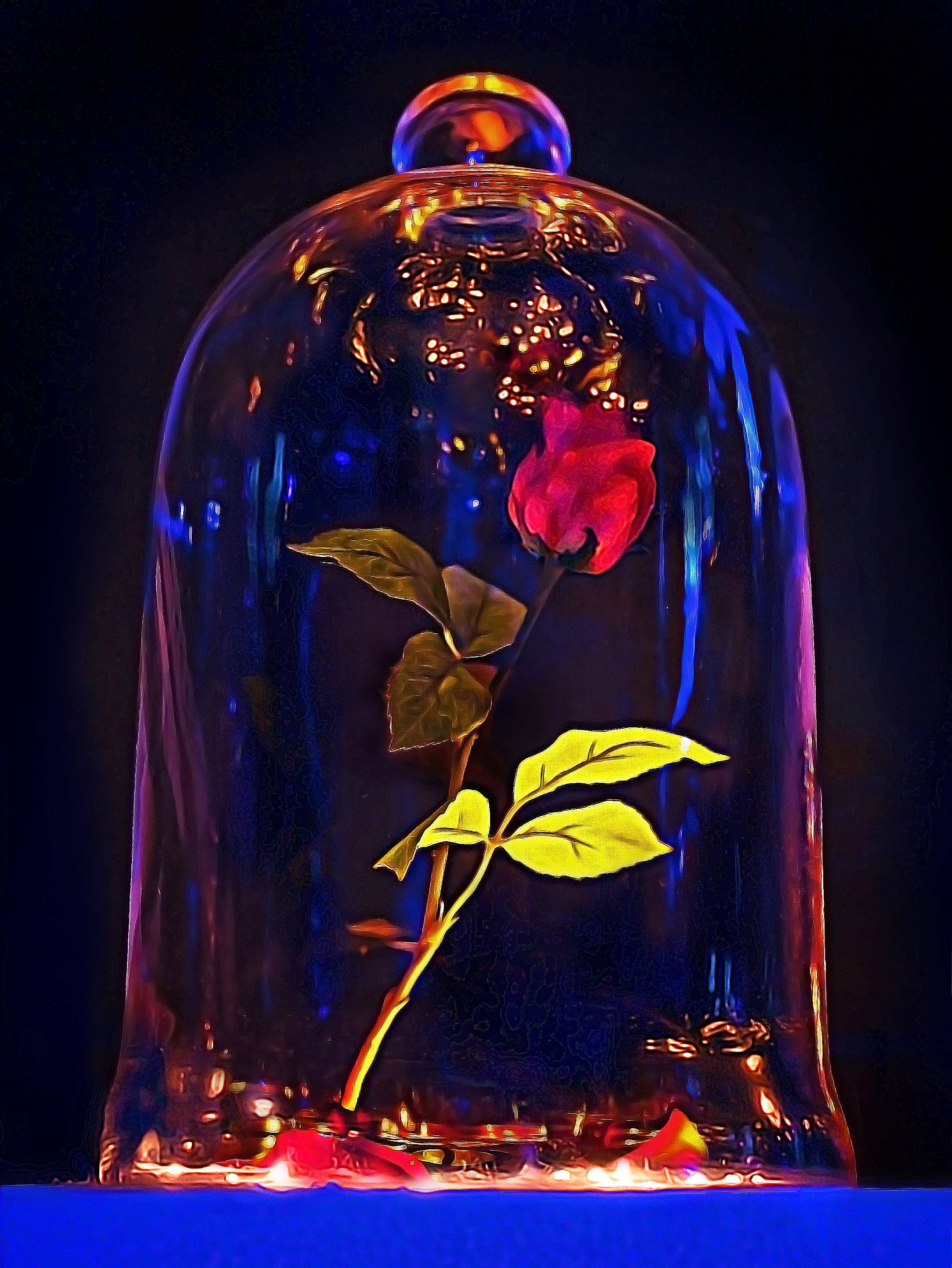 Beauty And The Beast Rose, glowing yellow leaves, glass dome, 2K Phone Wallpaper