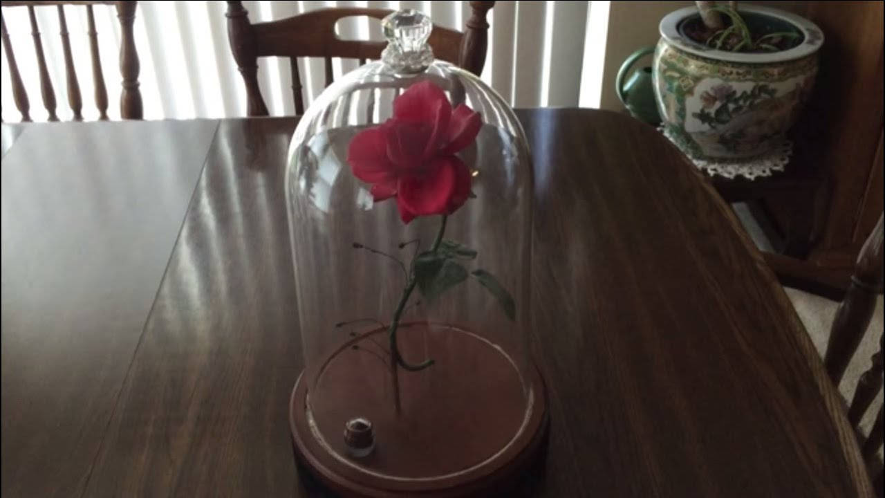 Beauty And The Beast Rose, glass dome, vibrant red rose, HD Desktop Wallpaper