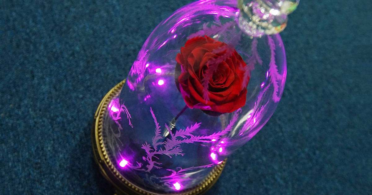 Beauty And The Beast Rose, pink lights, purple LED lights, SD Desktop Wallpaper