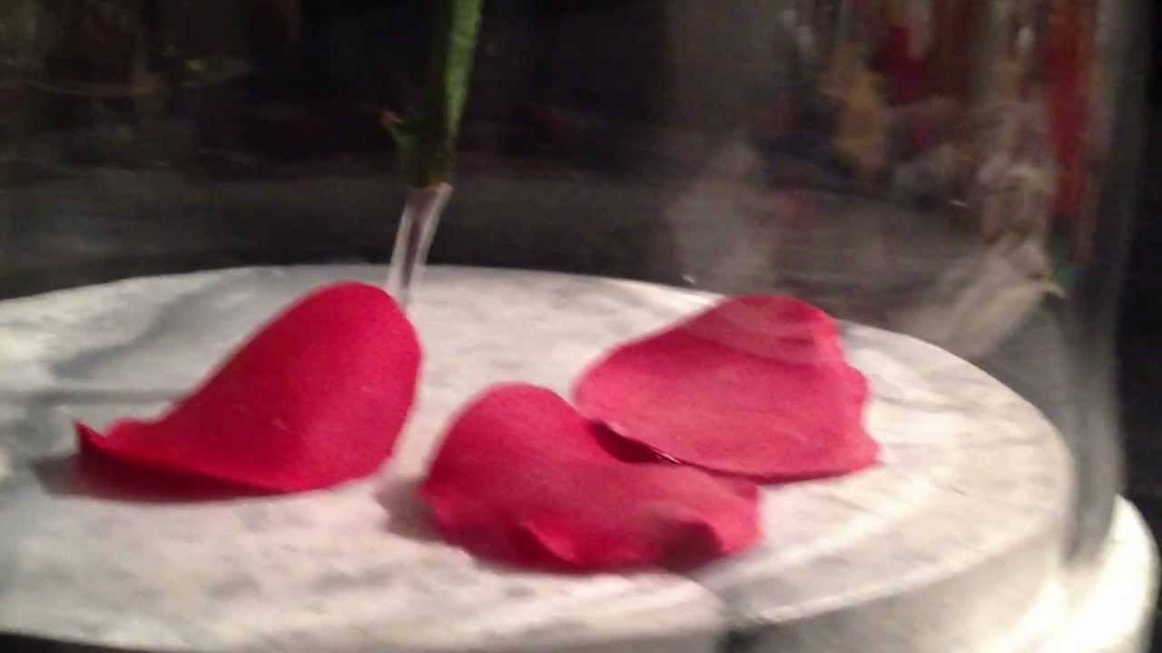 Beauty And The Beast Rose, red rose petals, white marbled surface, HD Desktop Wallpaper