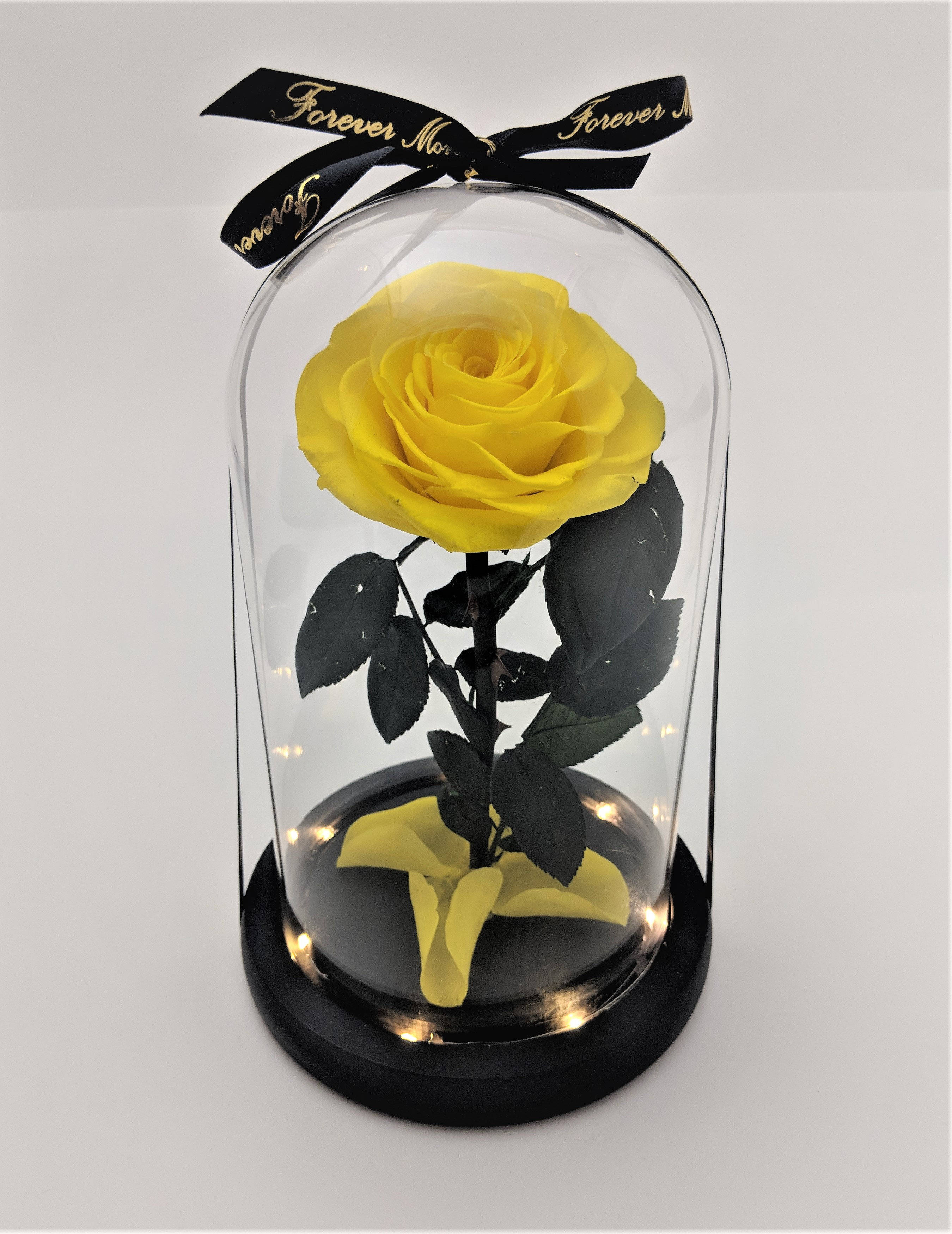 Beauty And The Beast, yellow rose, black leaves, 2K Phone Wallpaper